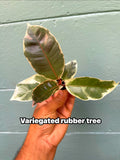 Variegated Rubber Tree 'Tineke': Easy-Care Tropical Houseplant