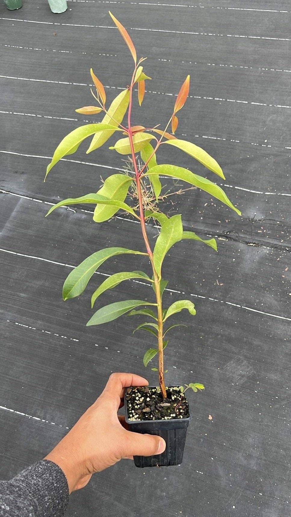 Java plum live plant (Jamun plant)
