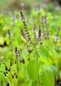 Holy basil (Rama basil) 50 seeds