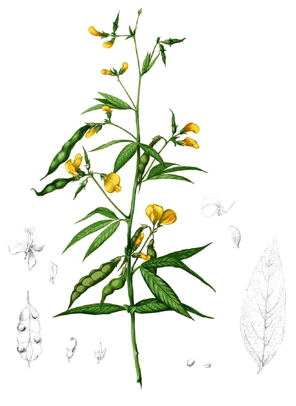 Pigeon peas seeds
