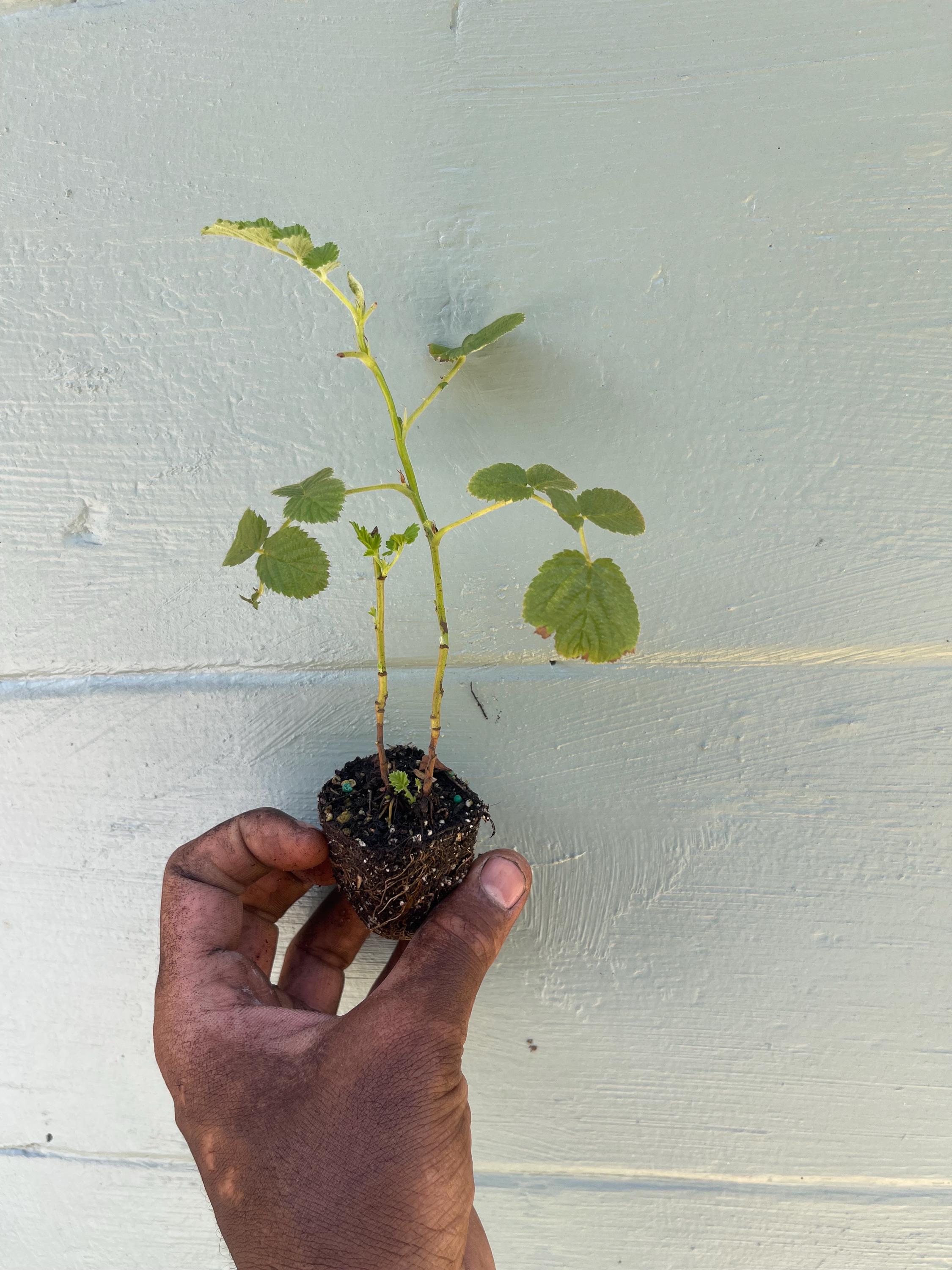 Mysore Raspberry Liners (Rubus niveus)