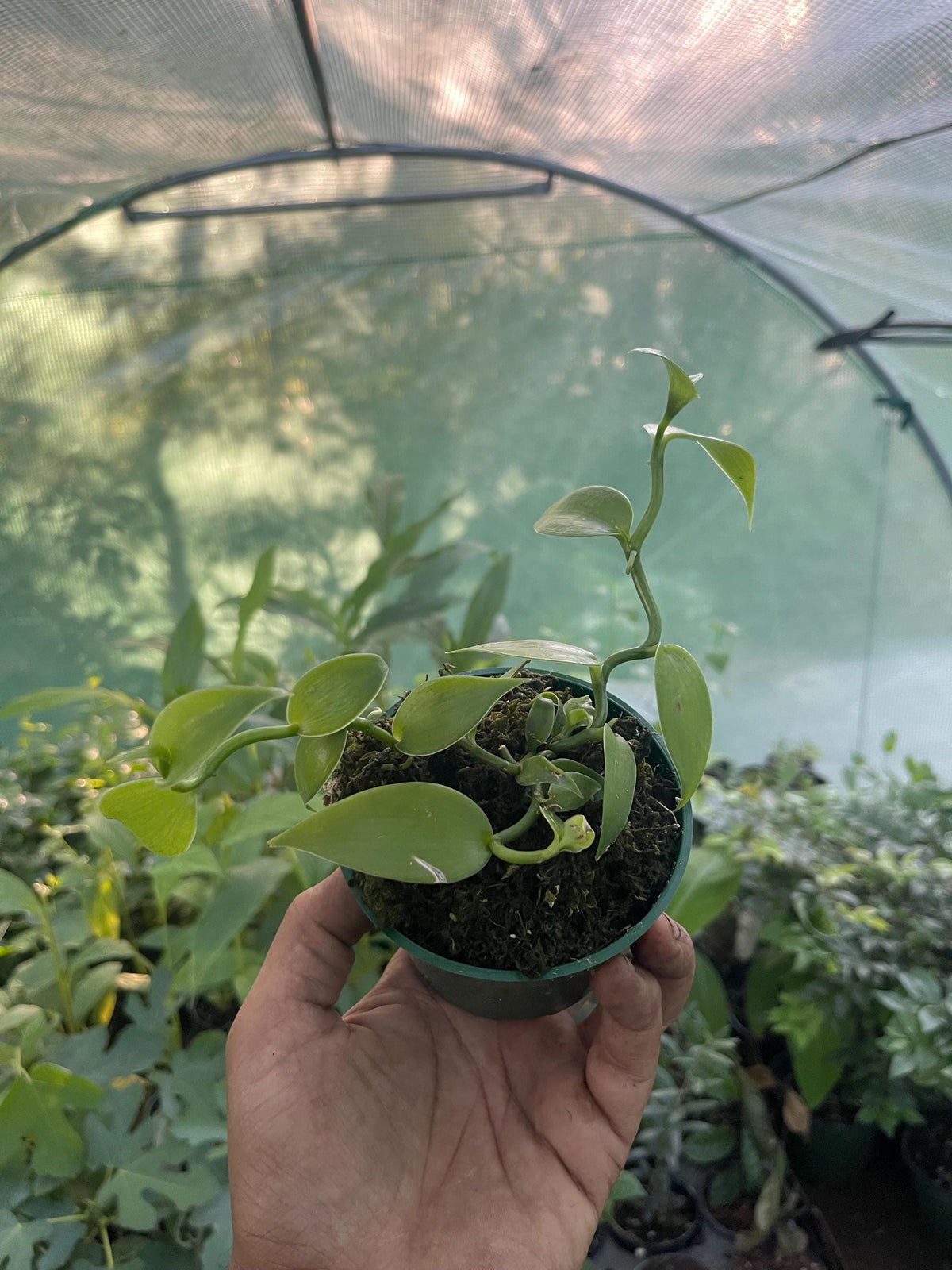 Live Vanilla Bean Orchid Plant: Fragrant Tropical Vanilla Planifolia