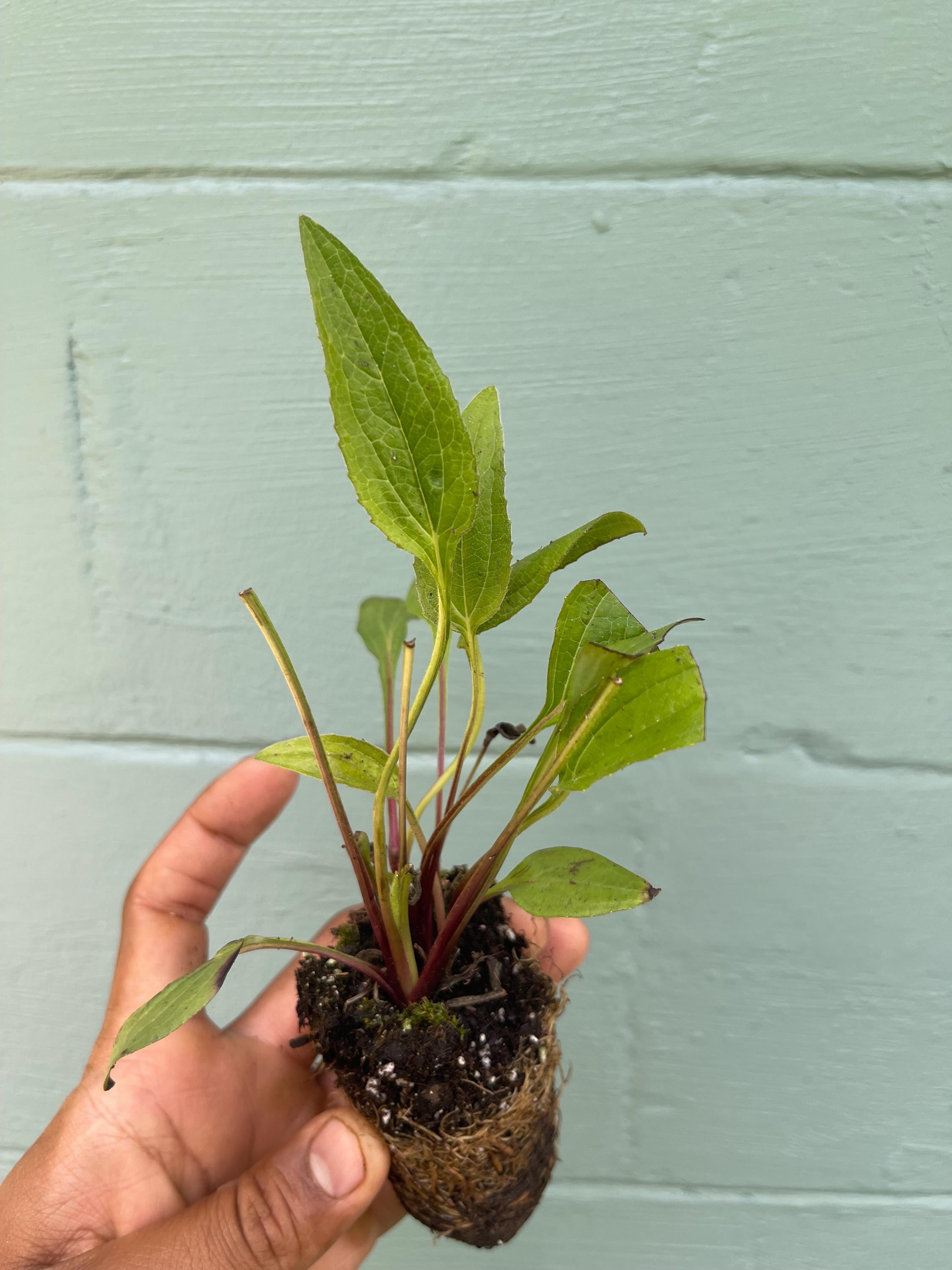 Echinacea purpurea ‘Rubinstern’ (Ruby Star Coneflower) – 2” Plug Plant – Pollinator Friendly Perennial