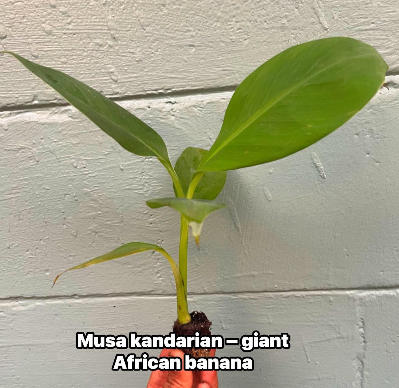 African Giant Banana Tree – Musa kandarian