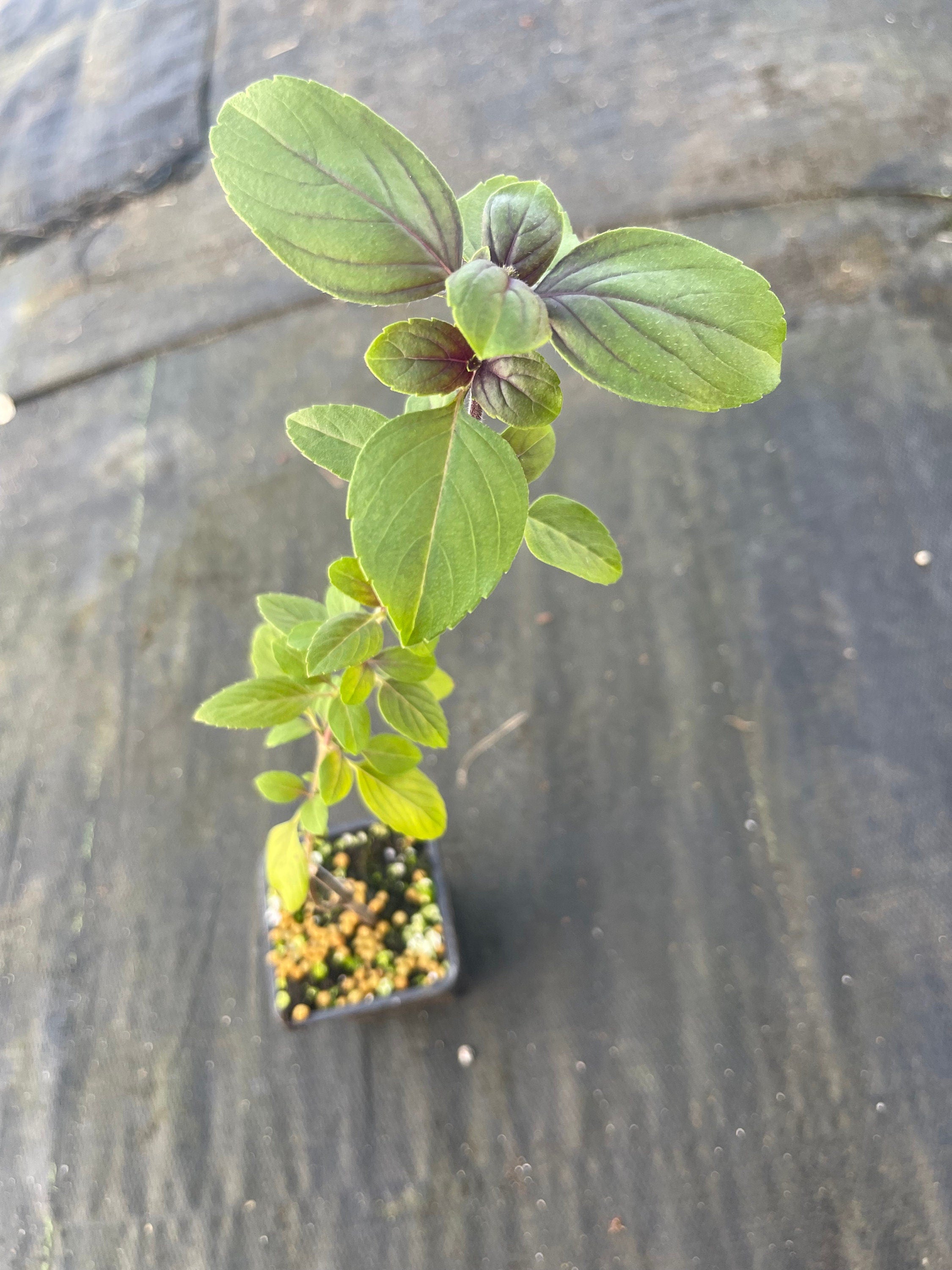 African blue basil plant