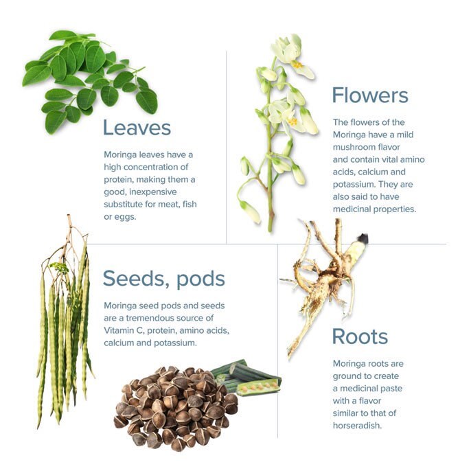 Moringa Seedling Plant for Garden & Health Benefits | Fast Growing Superfood Tree Starter Kit