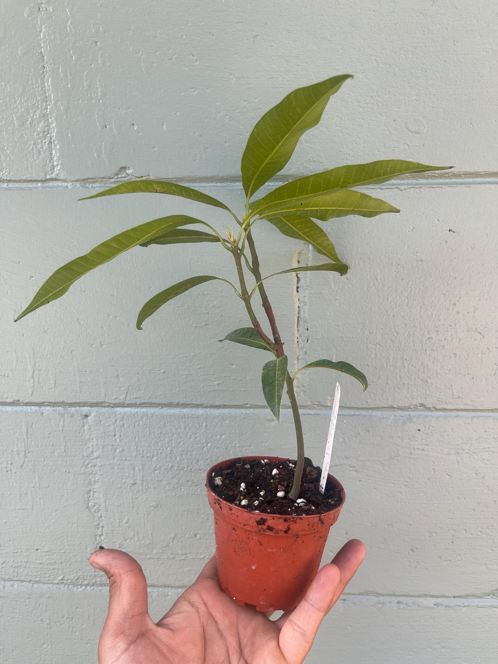 Live Mango Seedling – Unknown Variety | Tropical Fruit Tree | Starter Plant