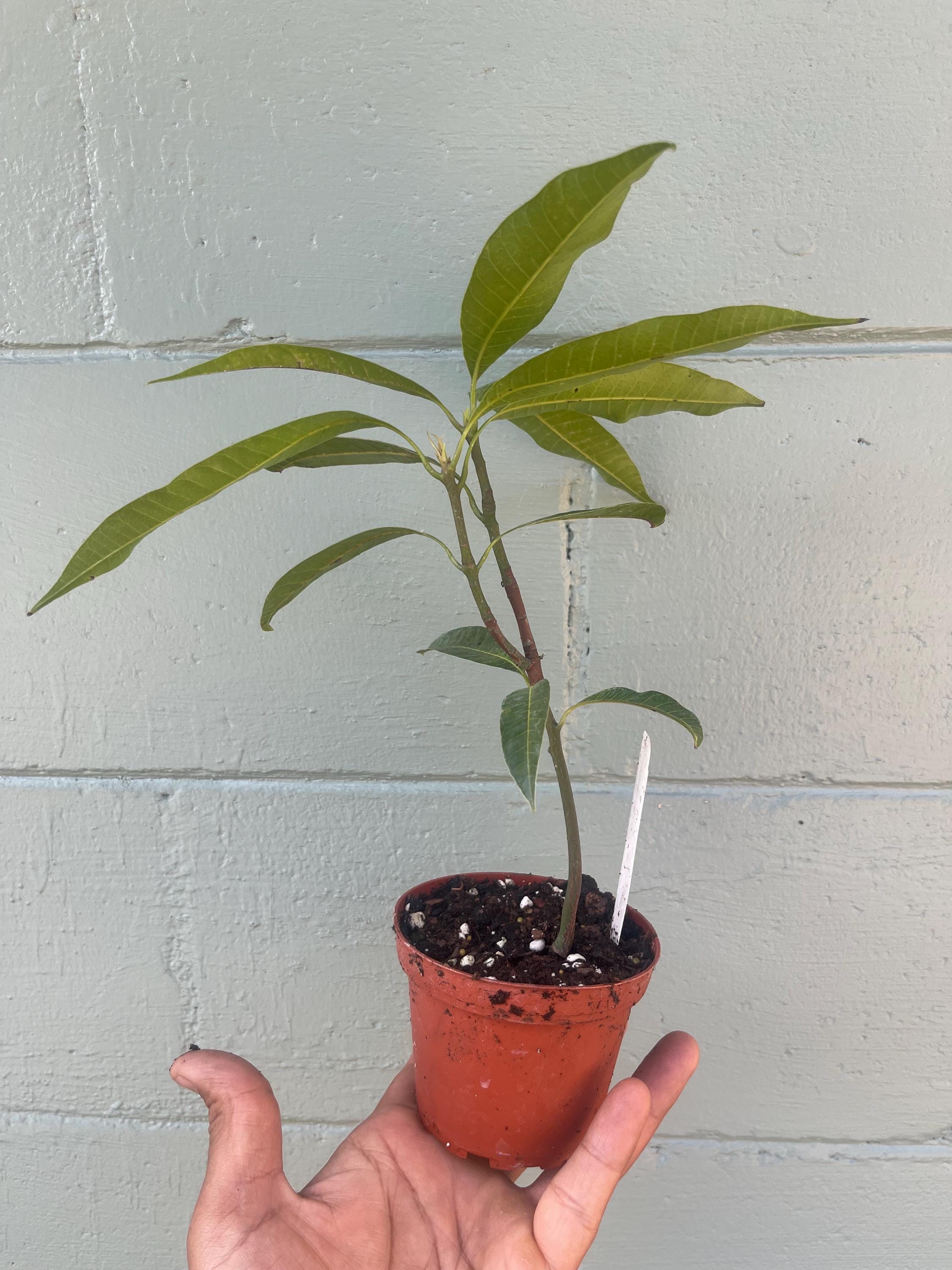 Live Mango Seedling – Unknown Variety | Tropical Fruit Tree | Starter Plant
