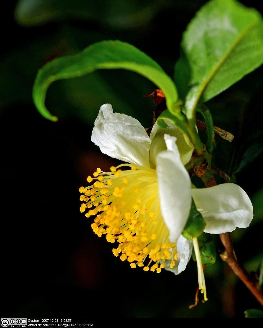 Camellia Sinensis Tea Plant: Live Herbal Tea Garden Gift