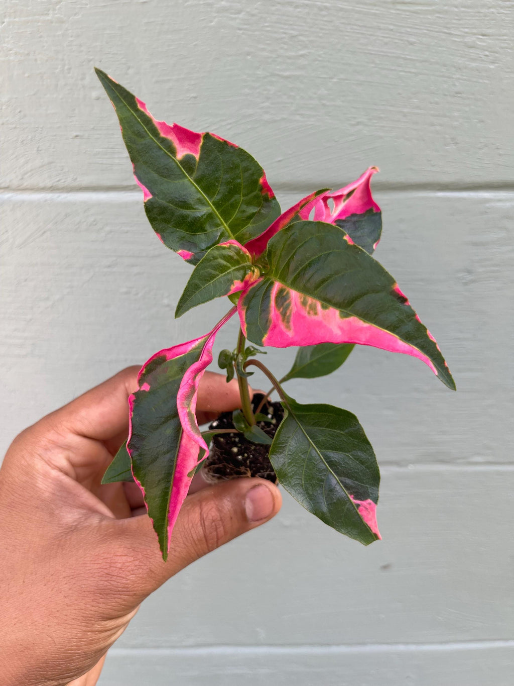 Alternanthera Party Time Plant – Pink Variegated Ornamental Houseplant