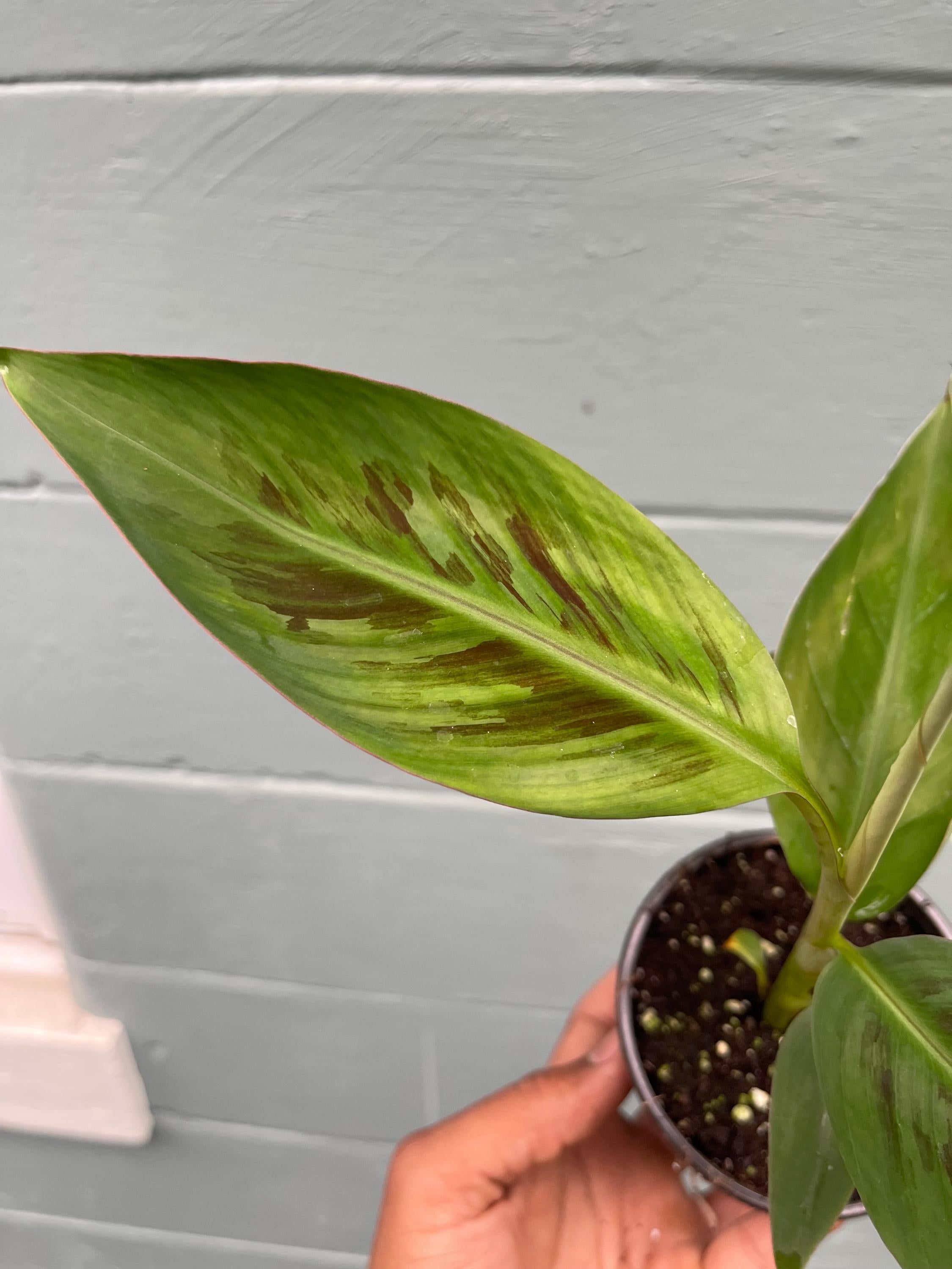 Musa ‘Sumatrana X’ – Rare Red-Leaf Hybrid Banana