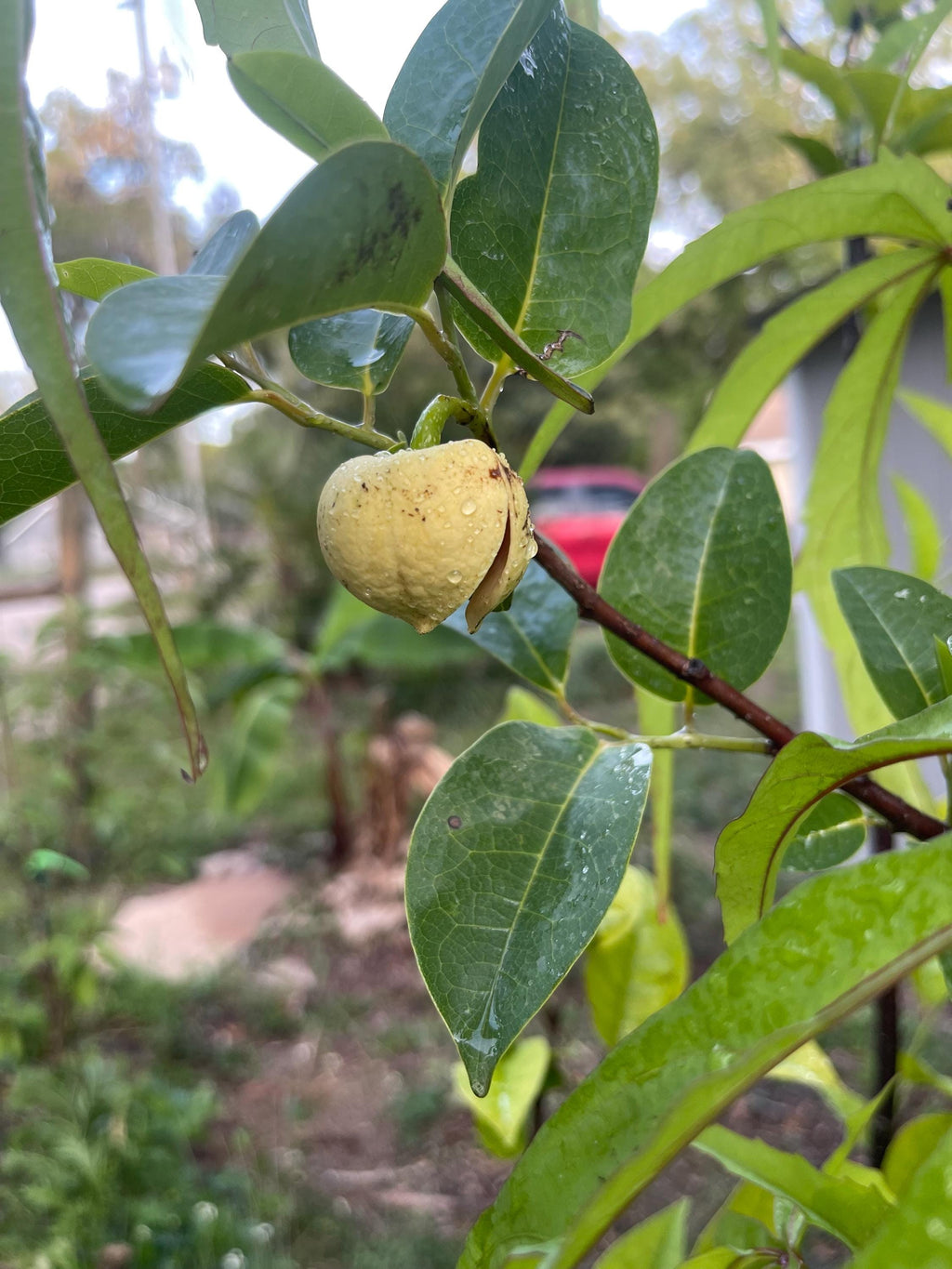 Pond Apple Tree (Annona glabra) – Native Wetland Fruit Live Plant