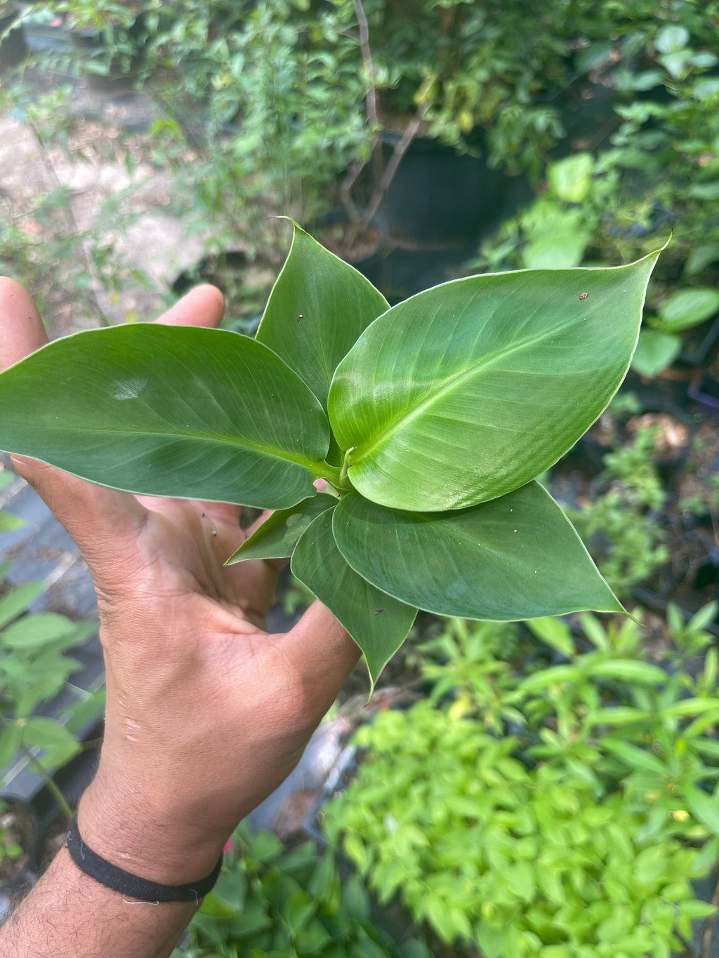 Musa Truly Tiny -the smallest edible banana variety