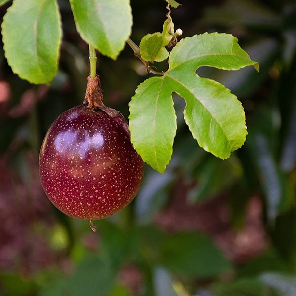 Purple Possum Passionfruit Plant | Exotic Edible Fruit Vine