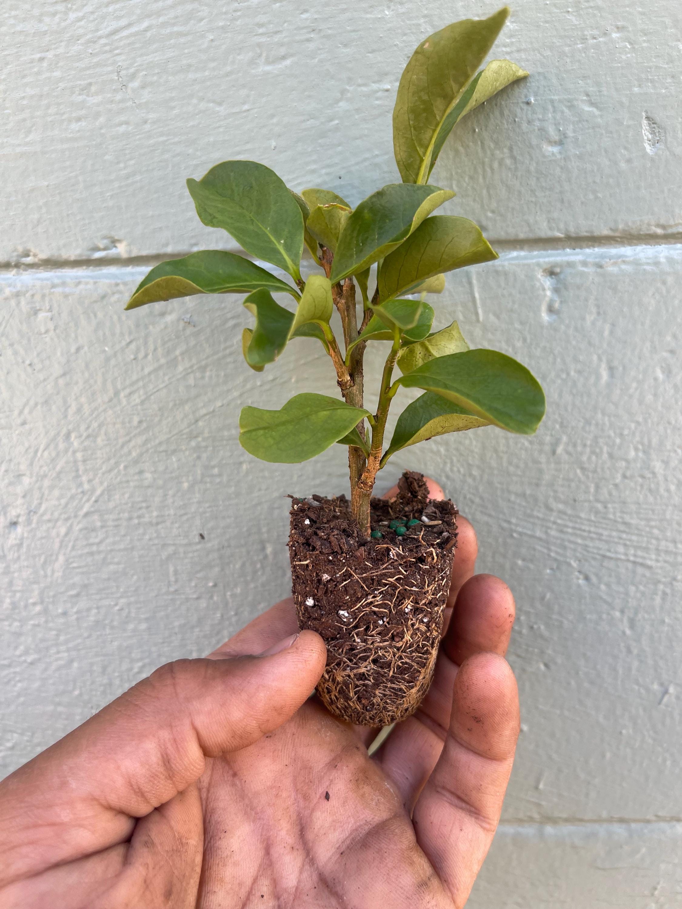 Brunfelsia (Yesterday, Today & Tomorrow plant)| Color-Changing Fragrant Flowers