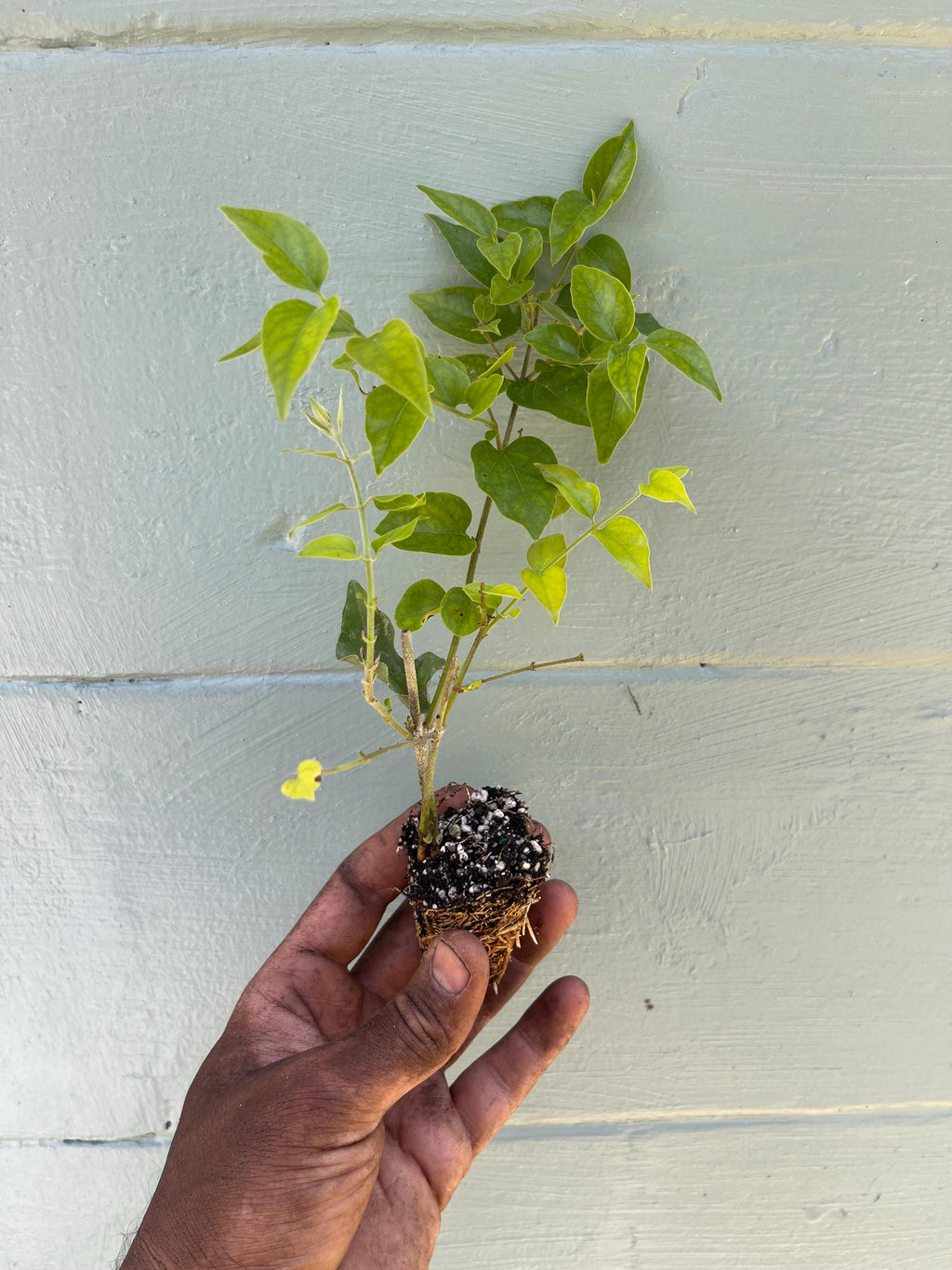 Downy Jasmine Shrub – White Blooms, Evergreen, Fast-Growing Hedge Plant