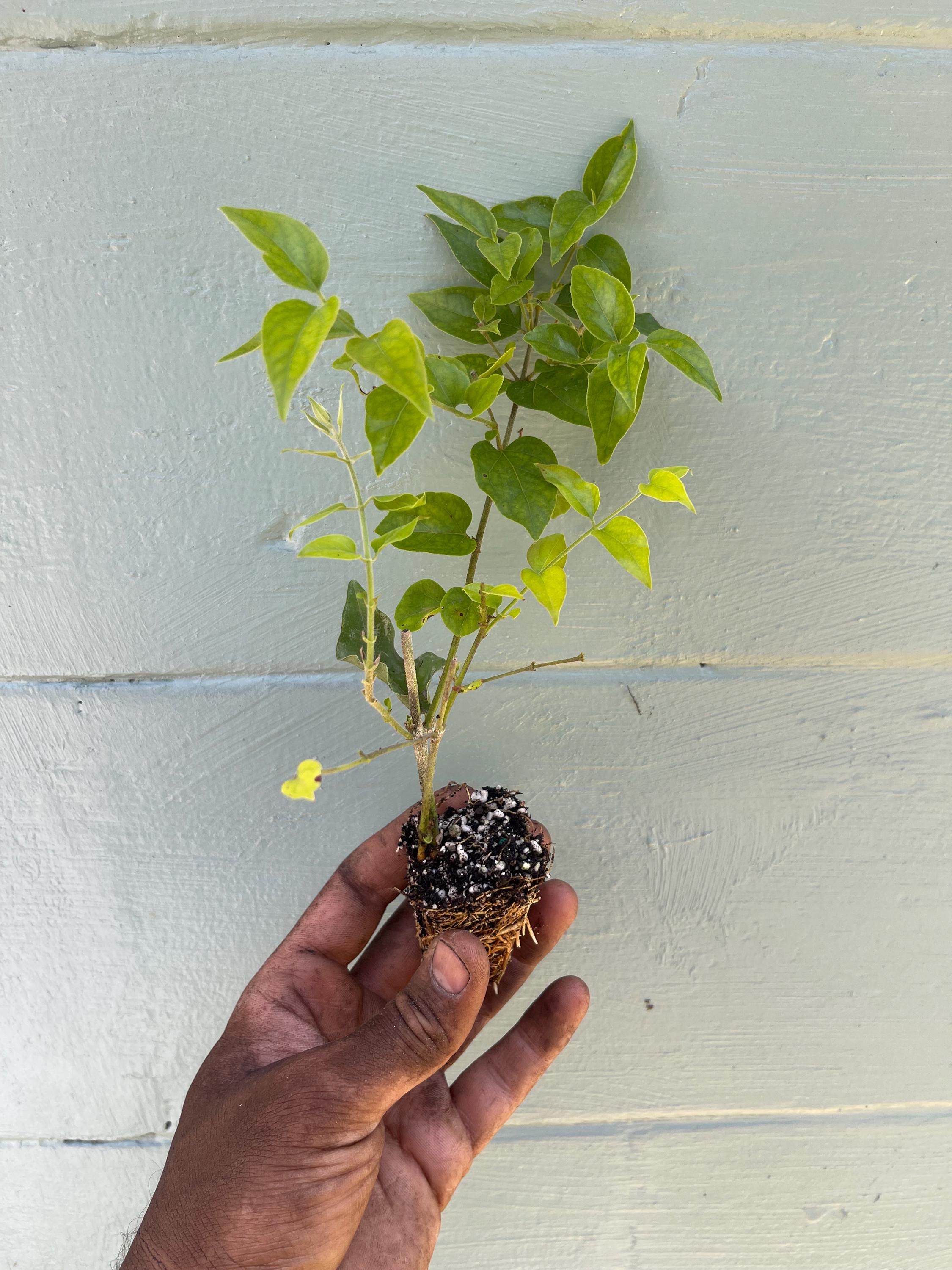 Downy Jasmine Shrub – White Blooms, Evergreen, Fast-Growing Hedge Plant