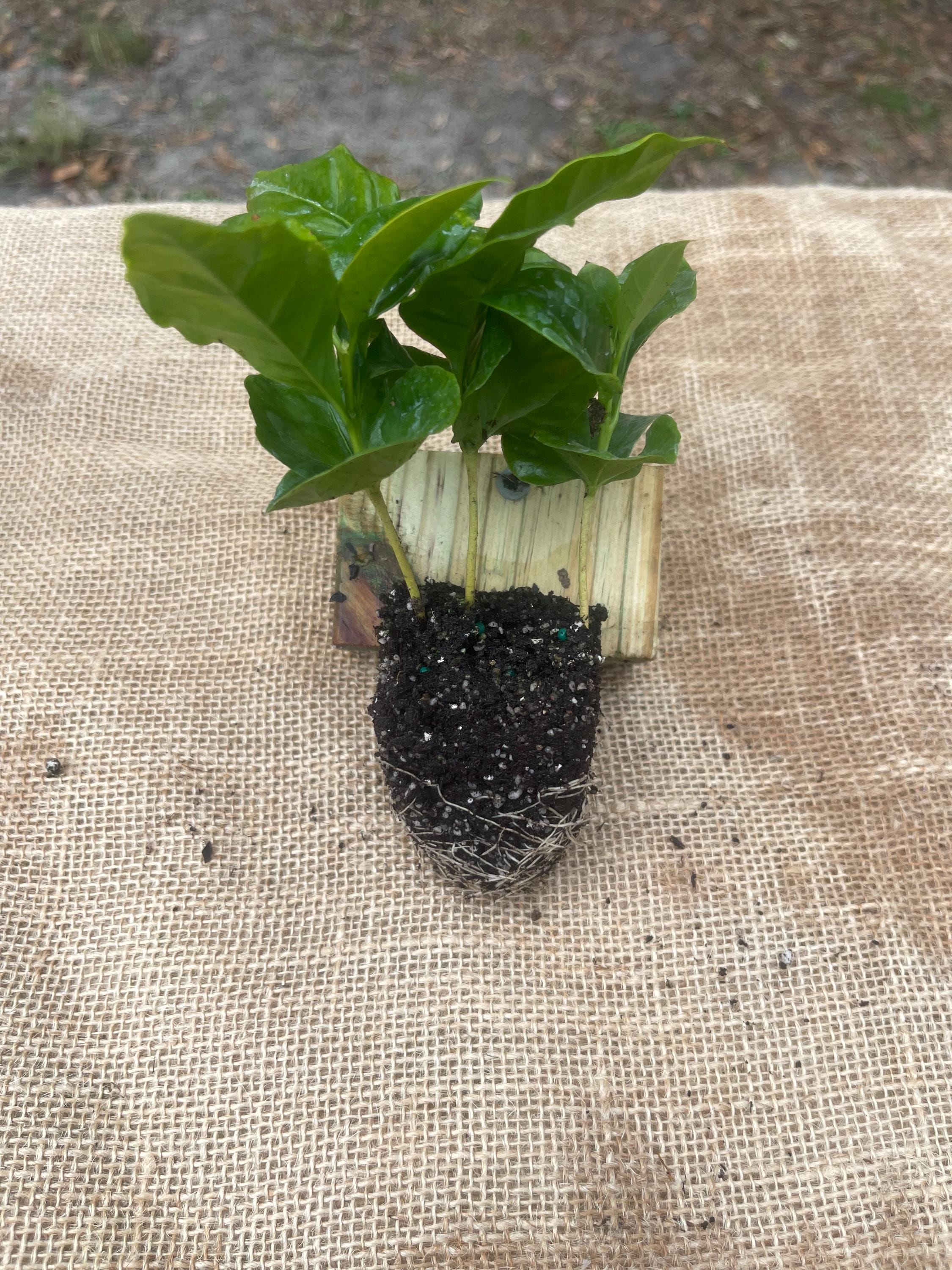 Coffea Arabica Coffee Plant: Live Indoor Houseplant, Easy Care