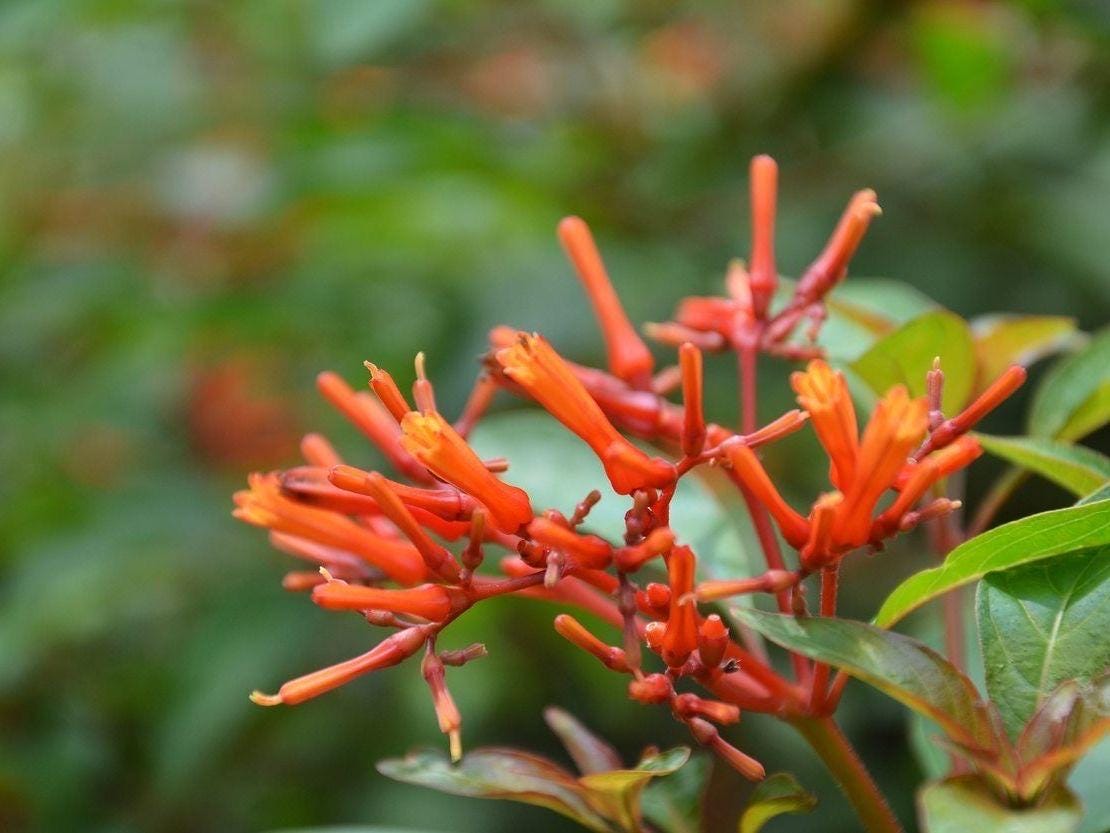 Dwarf Firefly Firebush Plant: Hummingbird & Butterfly Magnet - 2" Plug