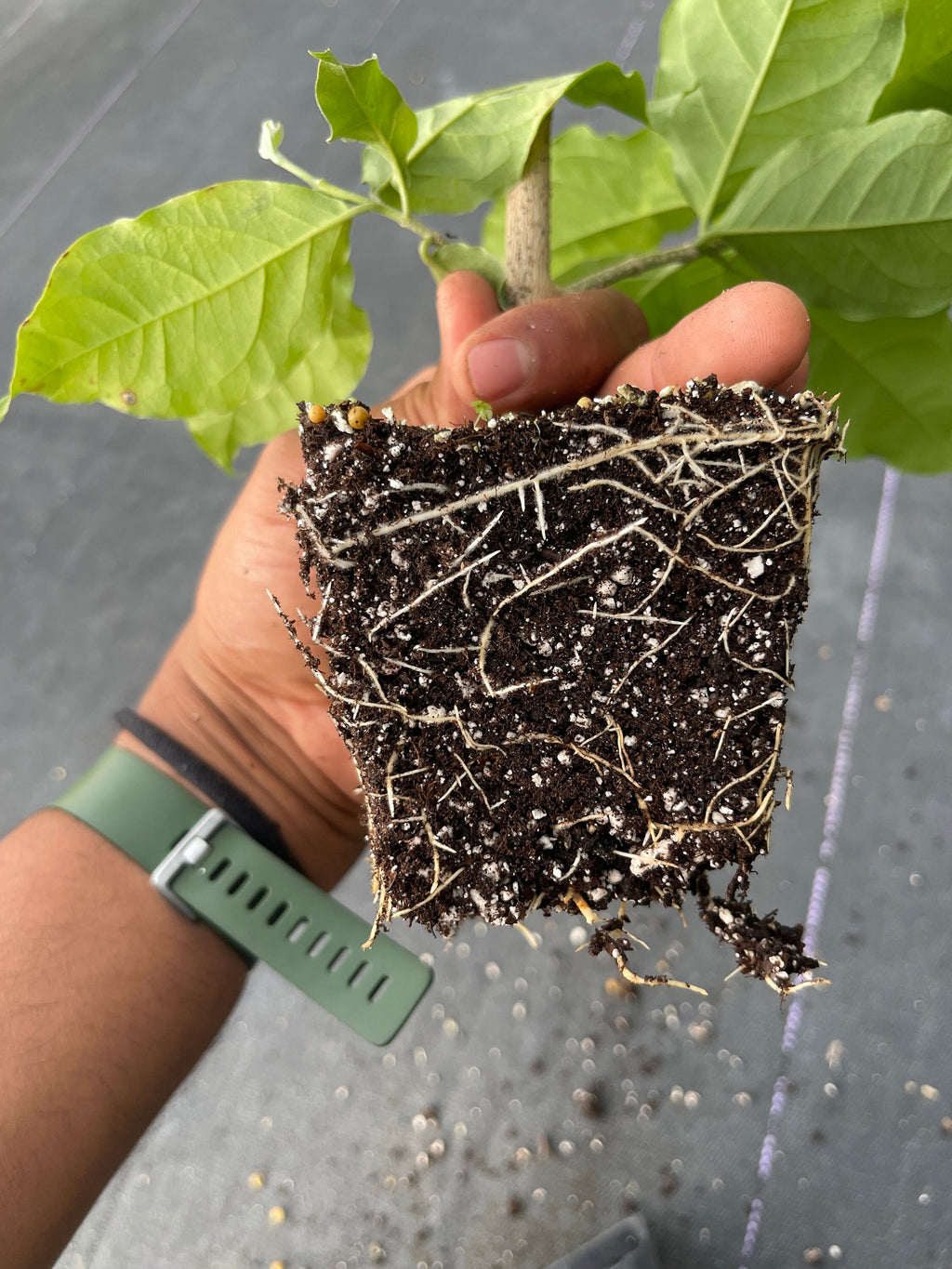 Rare Peanut Butter Fruit Tree: Well Rooted Starter Plant