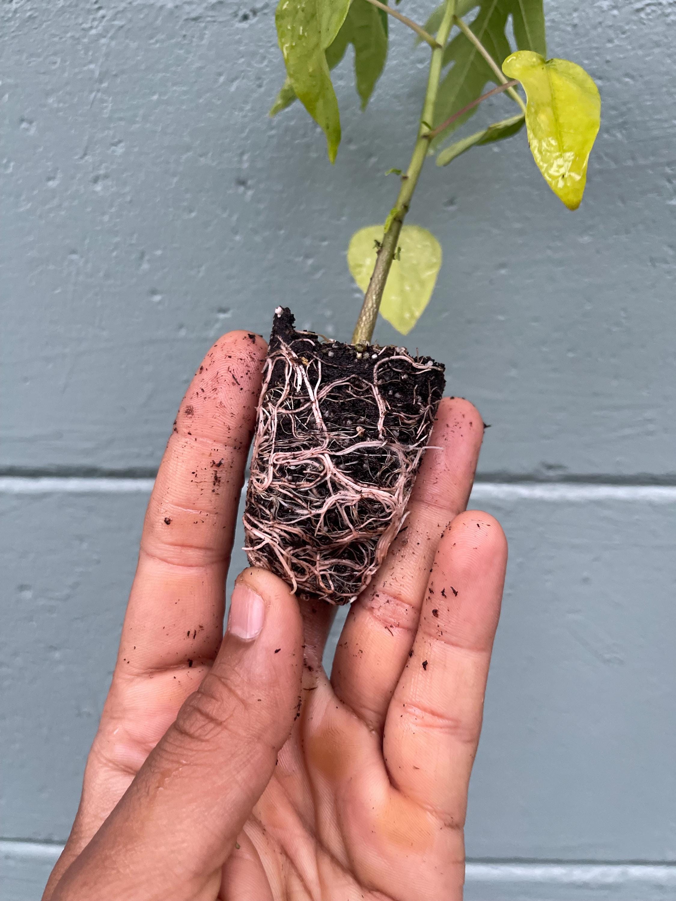 Dwarf papaya plants
