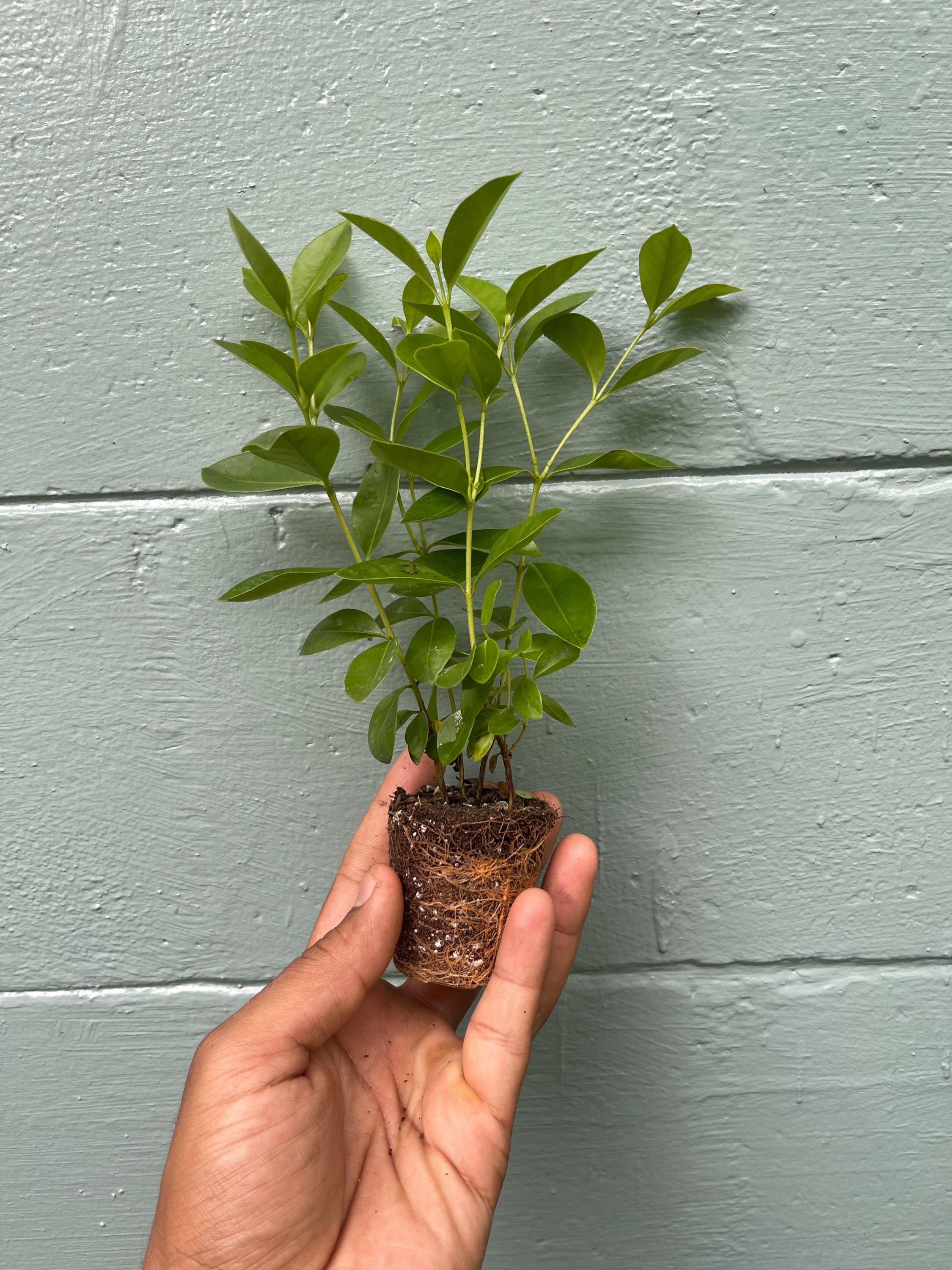 Live Strawberry Guava Tree: Rare Tropical Fruit Plant