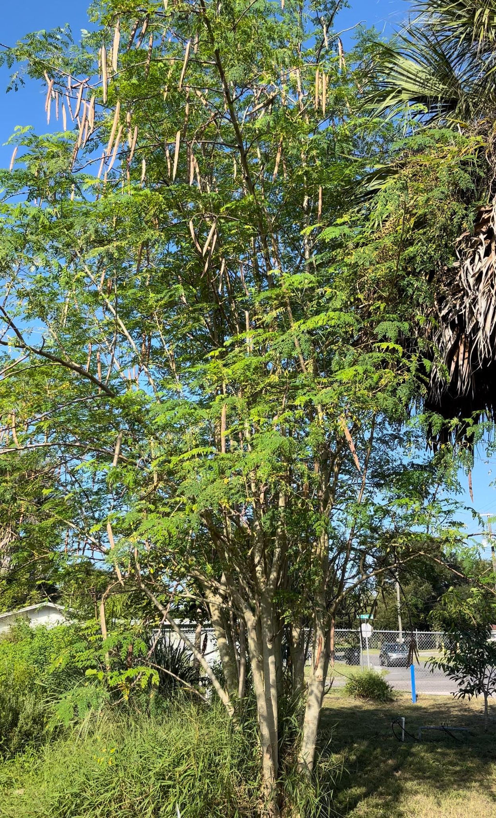 Moringa Oleifera Seeds