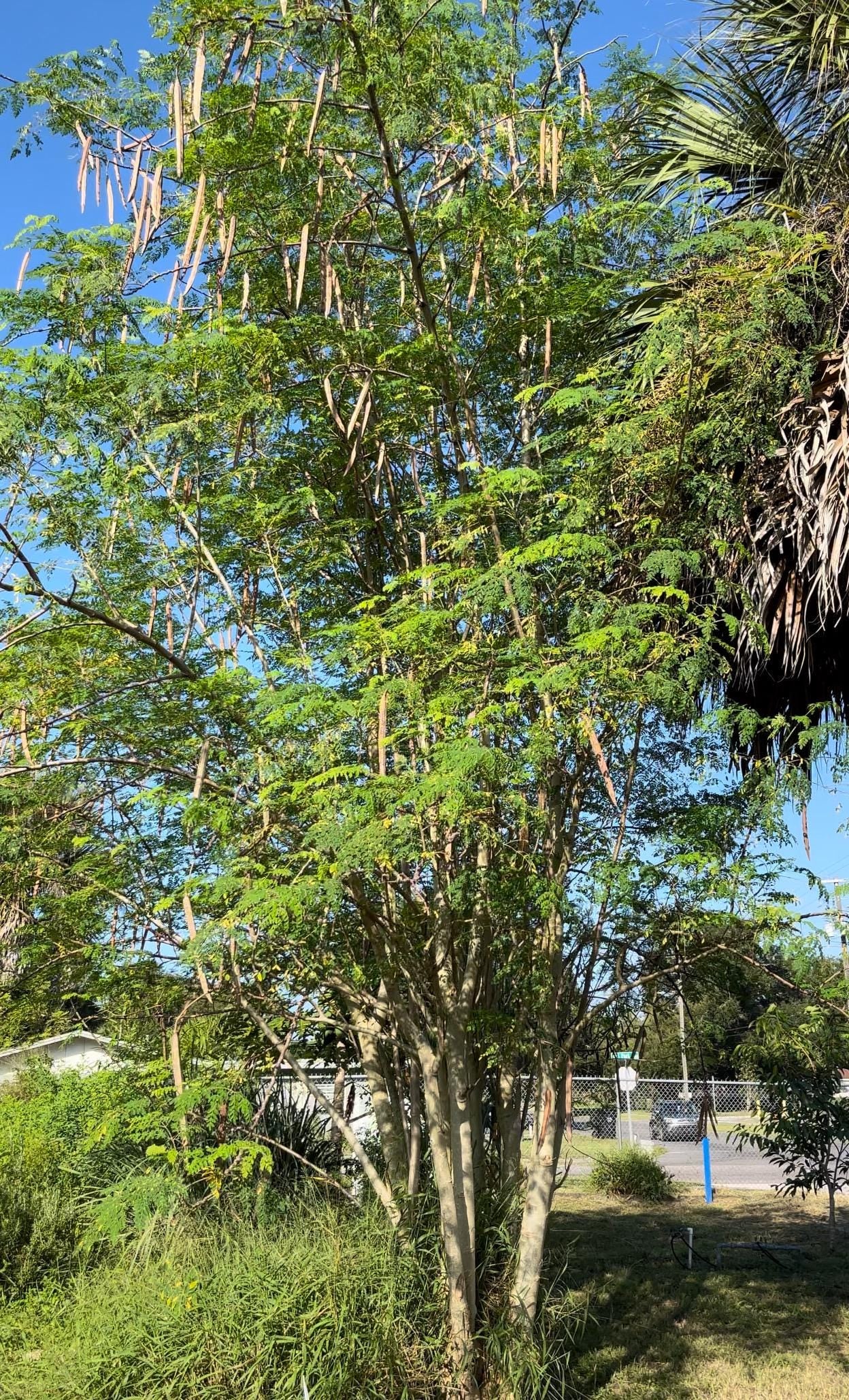 Moringa Oleifera Seeds