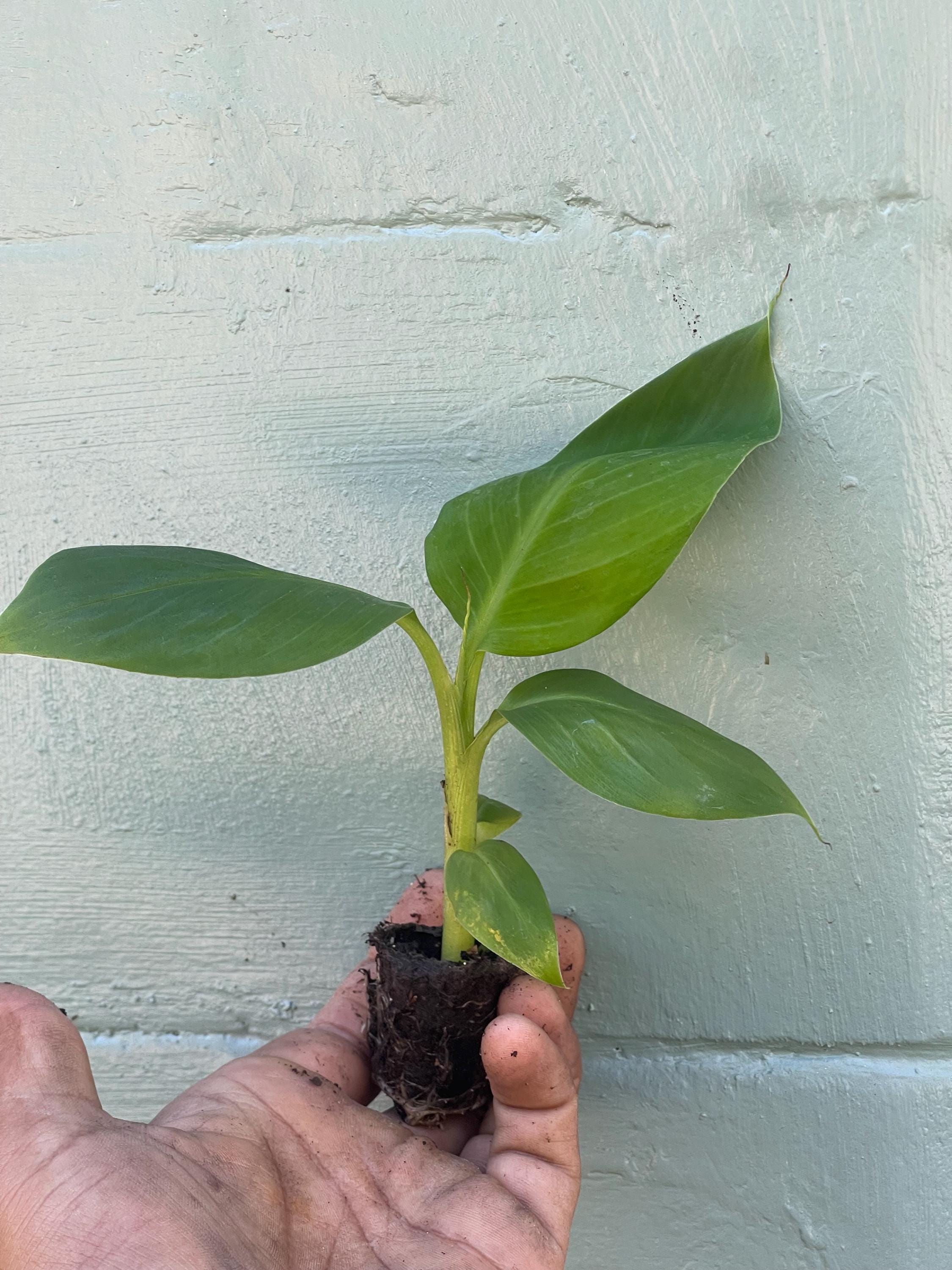 Dwarf Green Banana Plant Live | Musa ‘Dwarf Green’ | Compact Banana Tree | Produces Full-Size Bananas