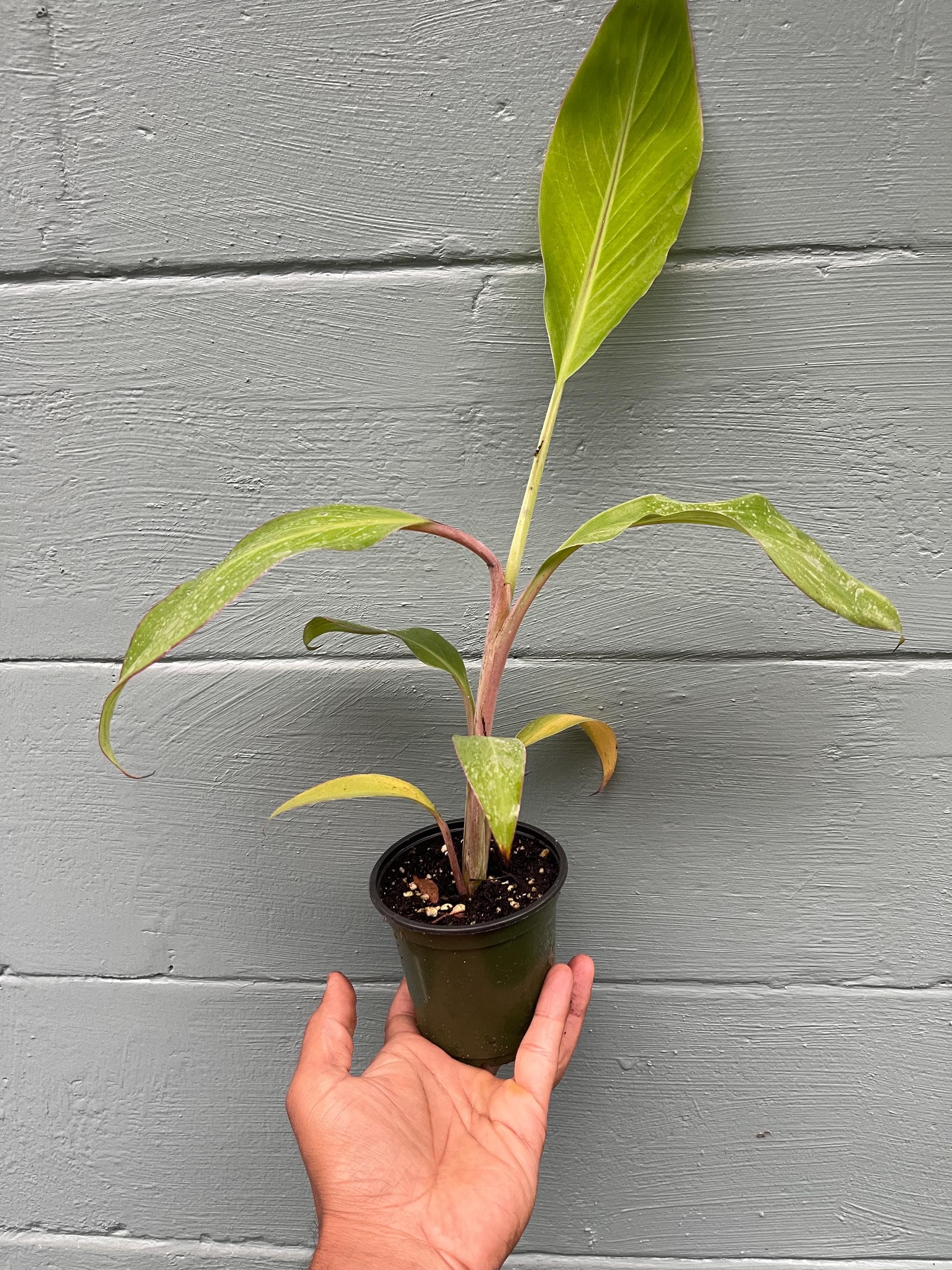 Dwarf Namwah Banana Plant (Musa ‘Dwarf Namwa’ / Pisang Awak)