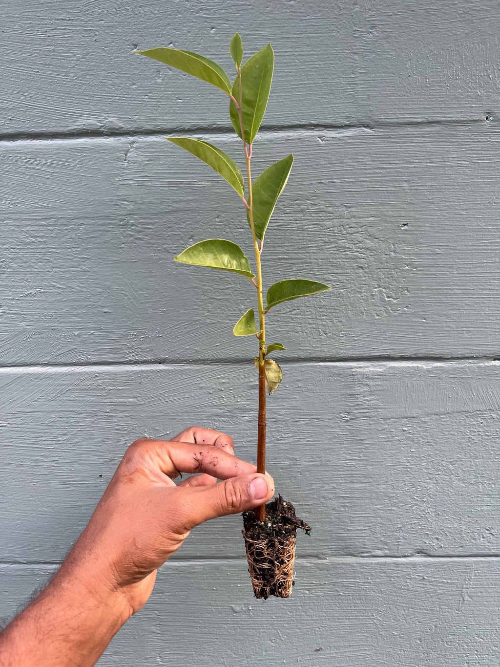 Pond Apple Tree (Annona glabra) – Native Wetland Fruit Live Plant