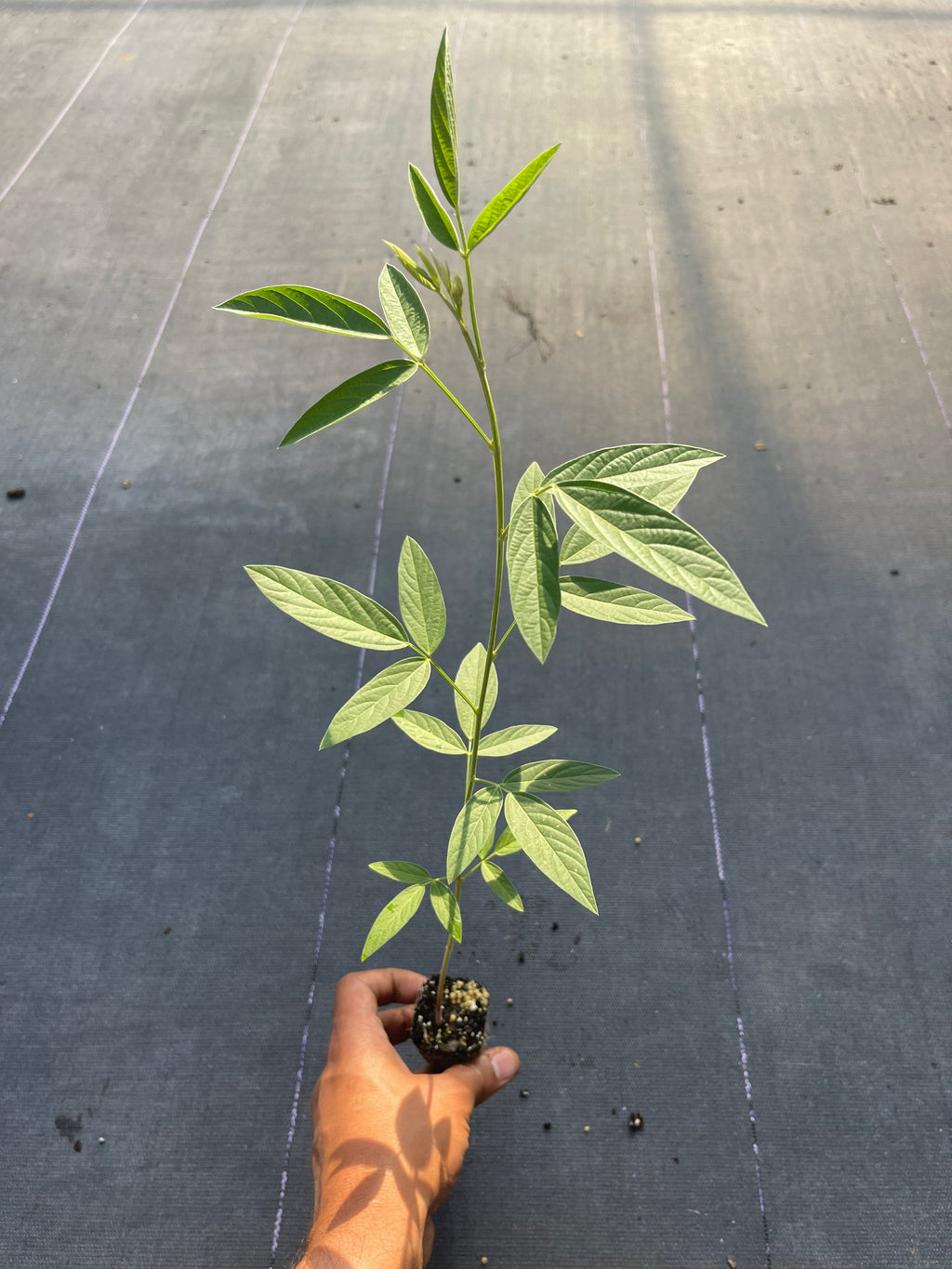Pigeon peas live plant