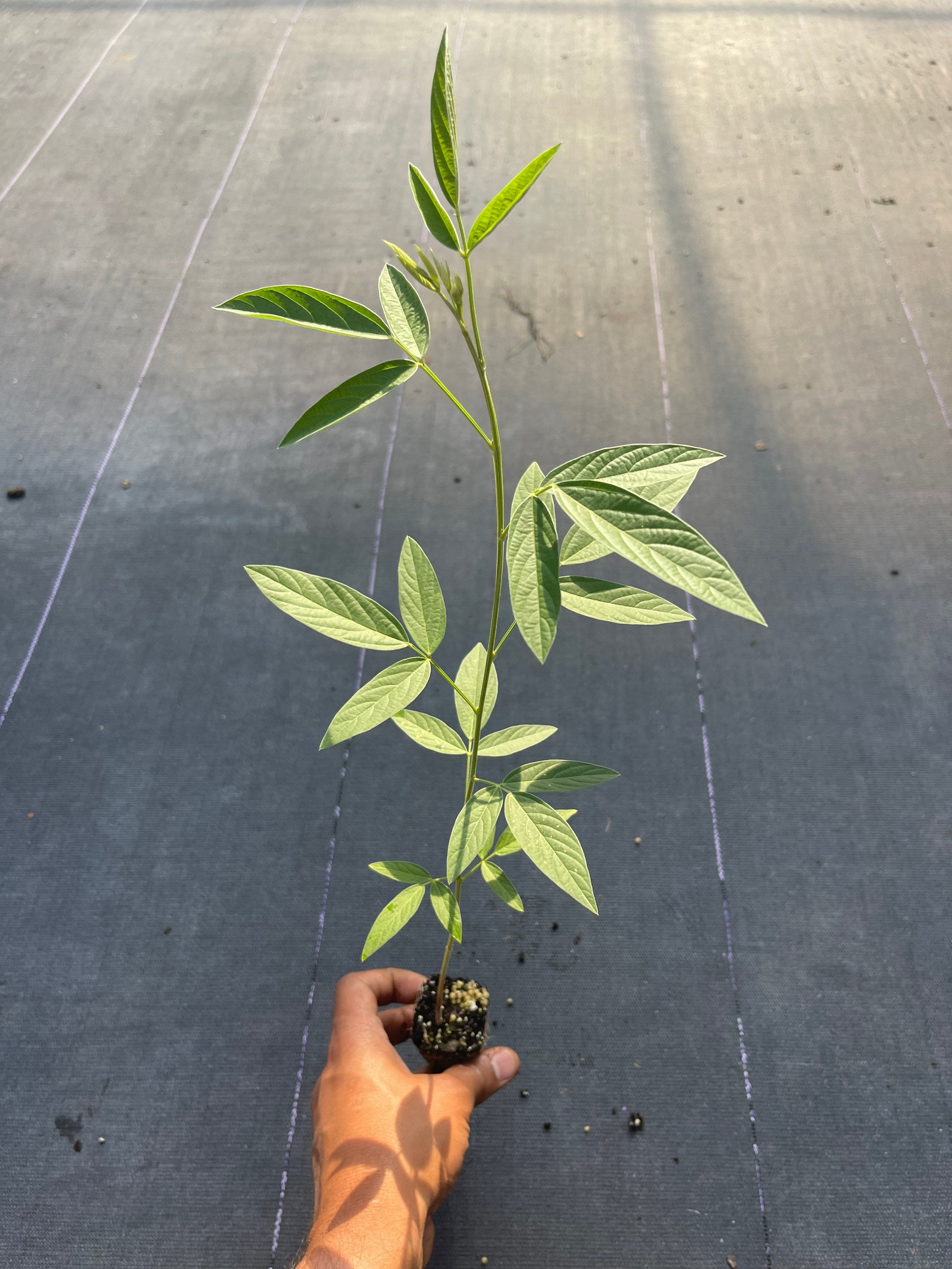 Pigeon peas live plant