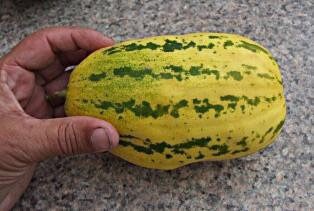 Rare Apple melon seeds