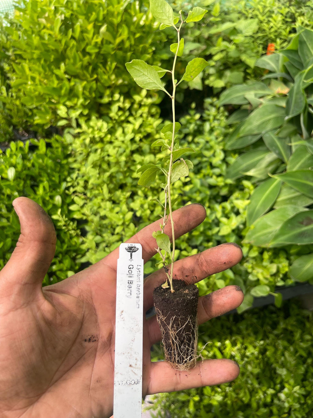 Goji Berry Plant (Lycium barbarum) – 2” Plug – Edible Superfruit Shrub