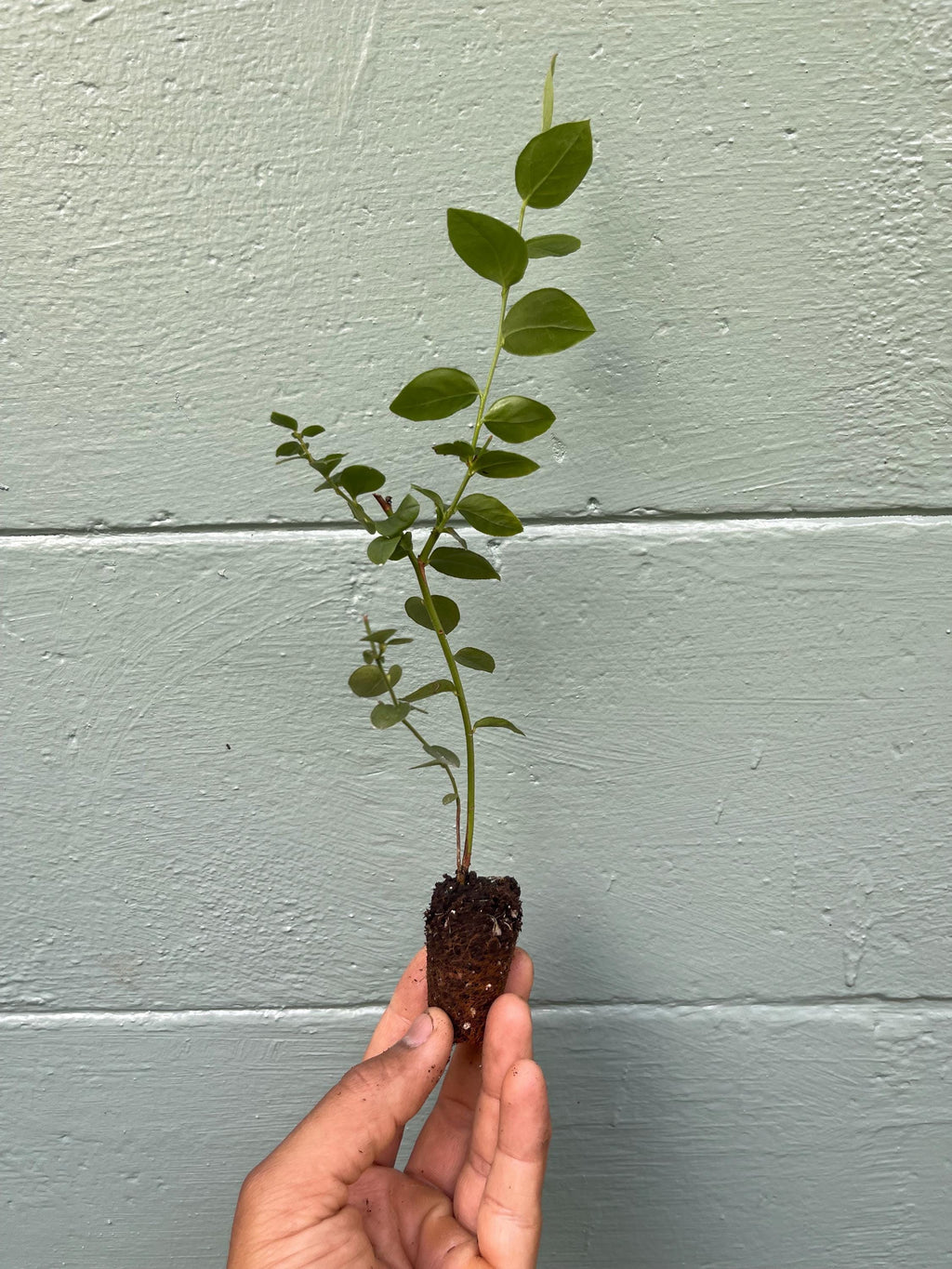 Emerald Blueberry Plant: Large Sweet Berries, Compact Shrub
