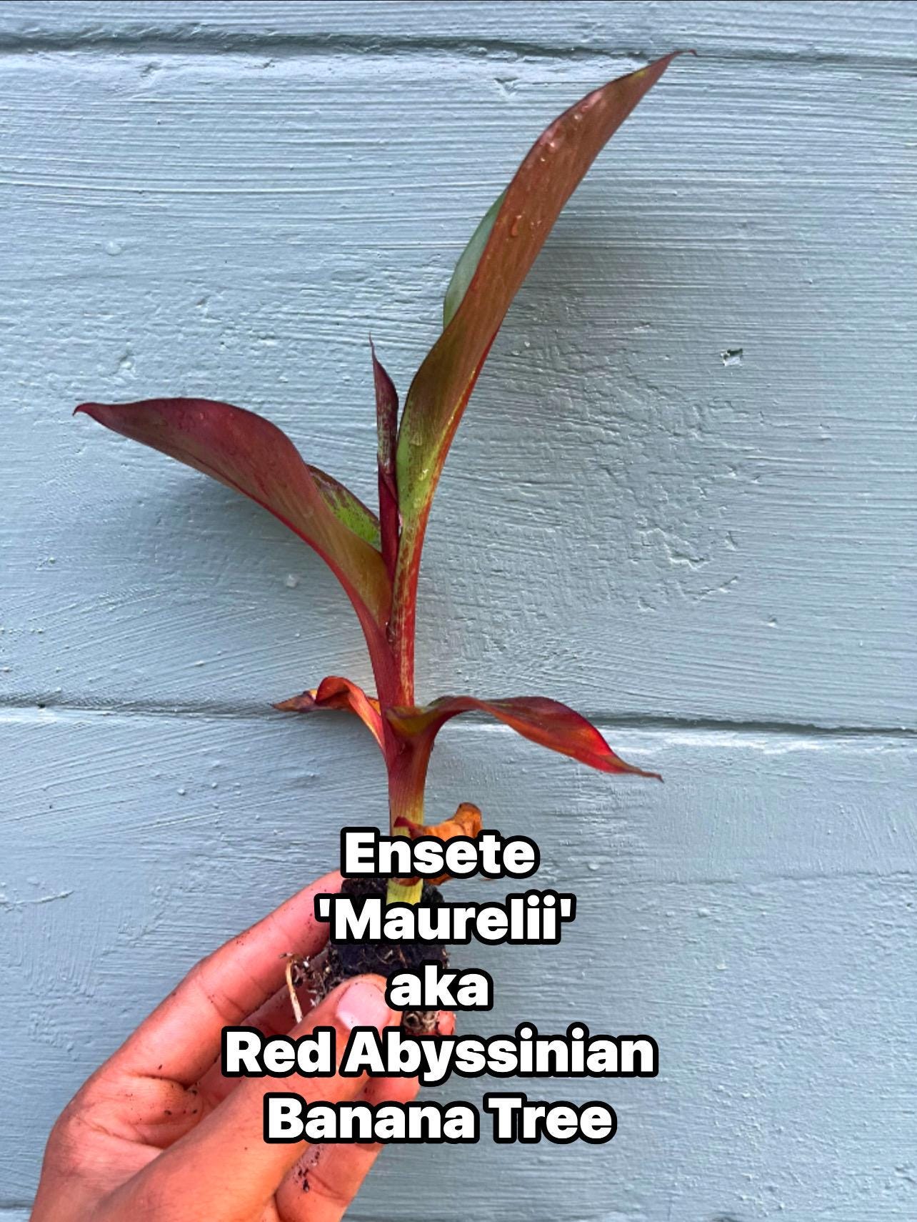 Red Abyssinian Banana Plant (Ensete maurelii)