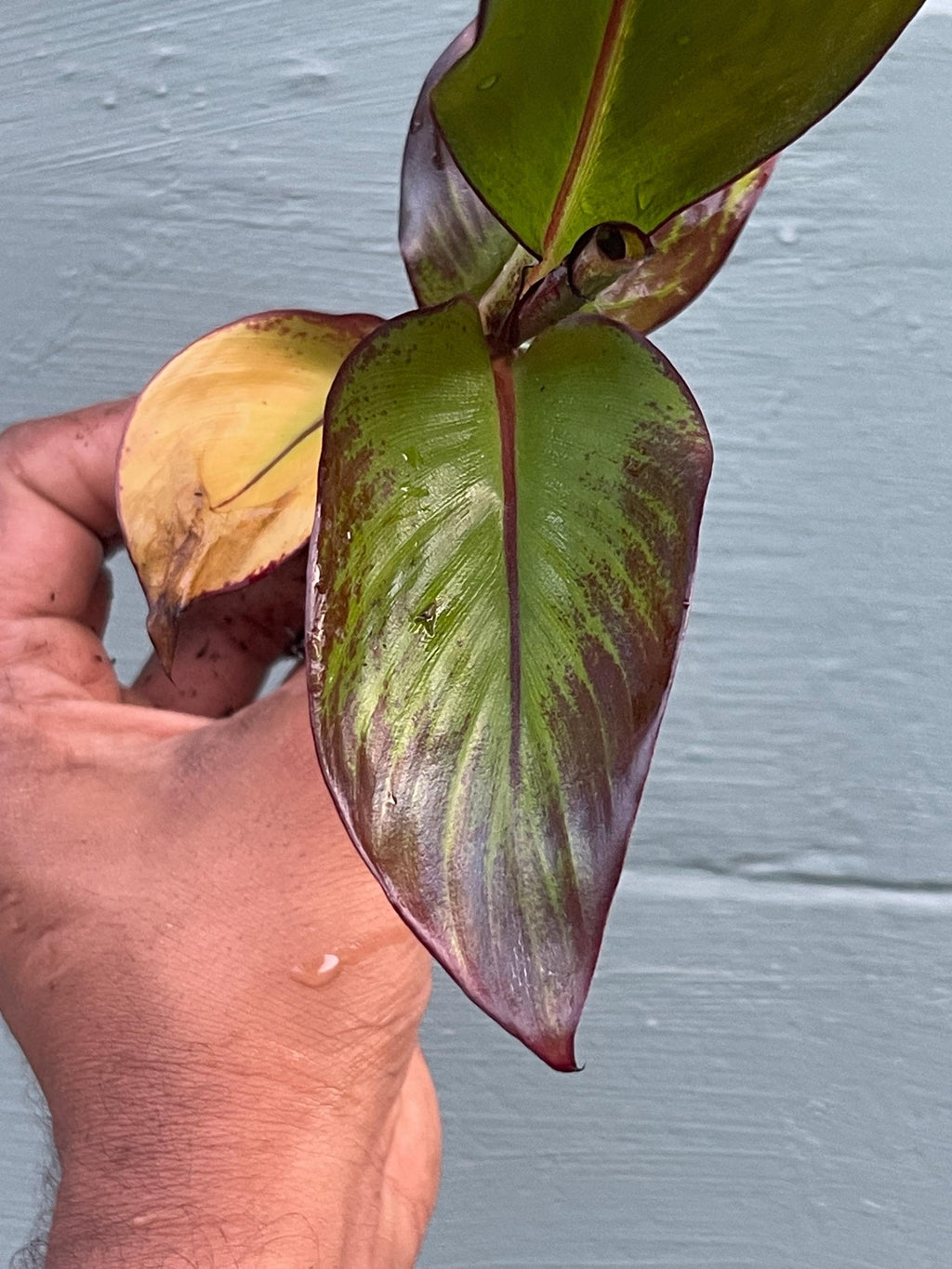 Red Abyssinian Banana Plant (Ensete maurelii)