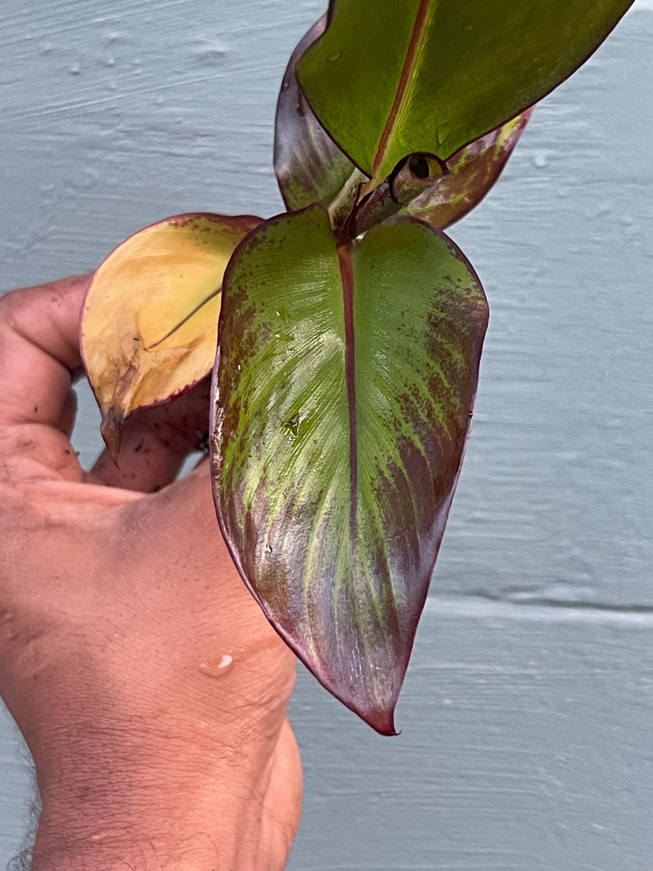 Red Abyssinian Banana Plant (Ensete maurelii)