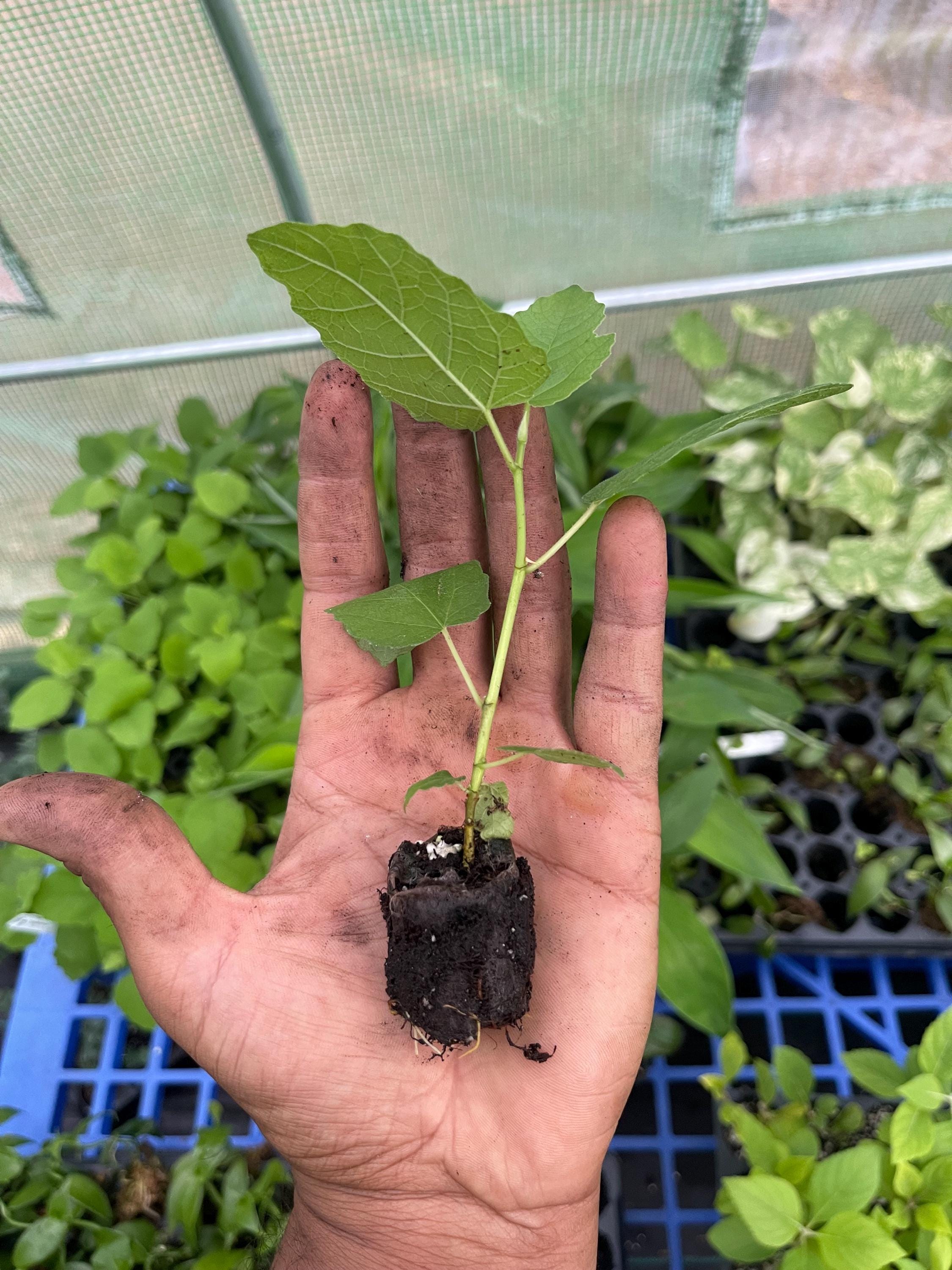 Fignomenal Dwarf Fig Tree – Compact Edible Fruit Plant for Pots