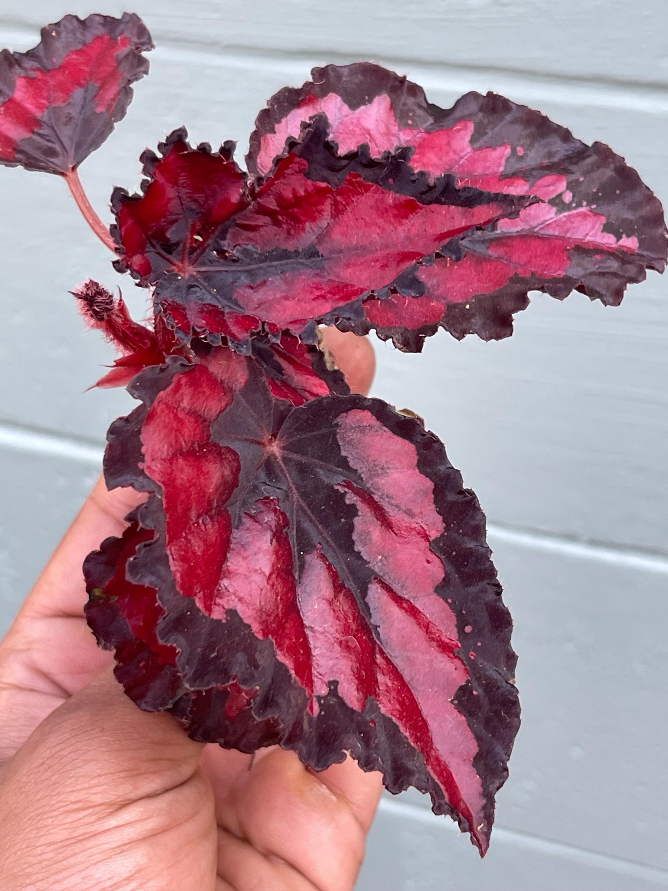 Beautiful Begonia Harmony’s ‘Red Robin’, Perfect for Indoor Gardening or Plant Lover Gift