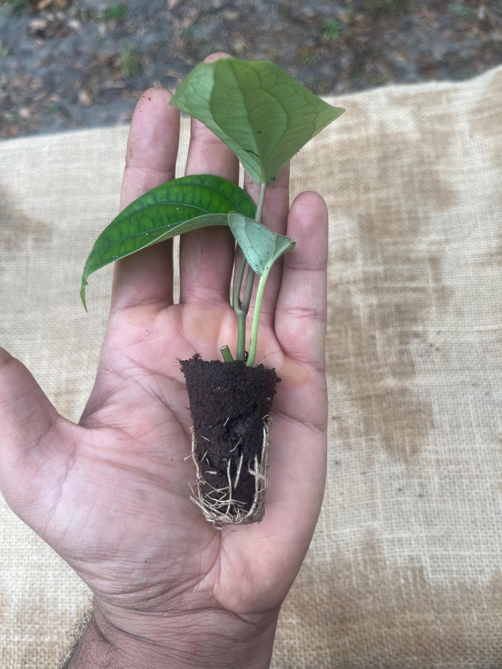 Black Pepper Plant (Piper nigrum) – Grow Your Own Spice!