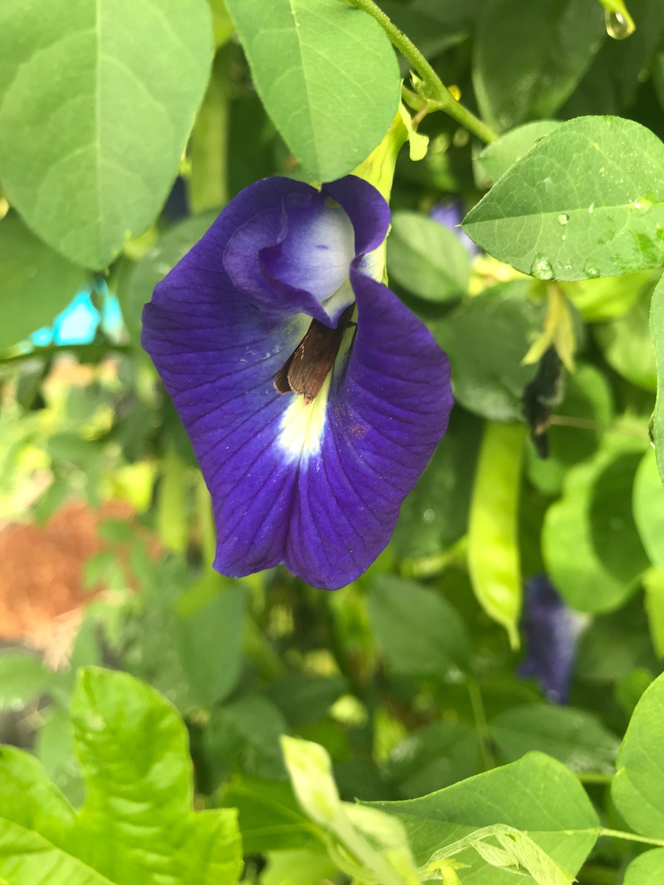 Butterfly pea flower seeds