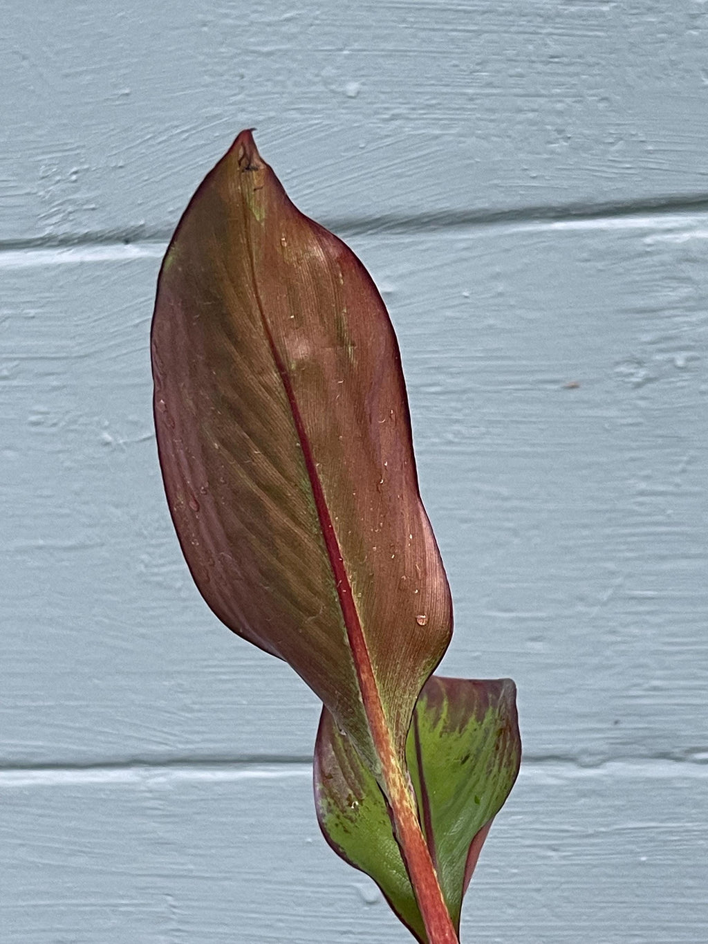 Red Abyssinian Banana Plant (Ensete maurelii)