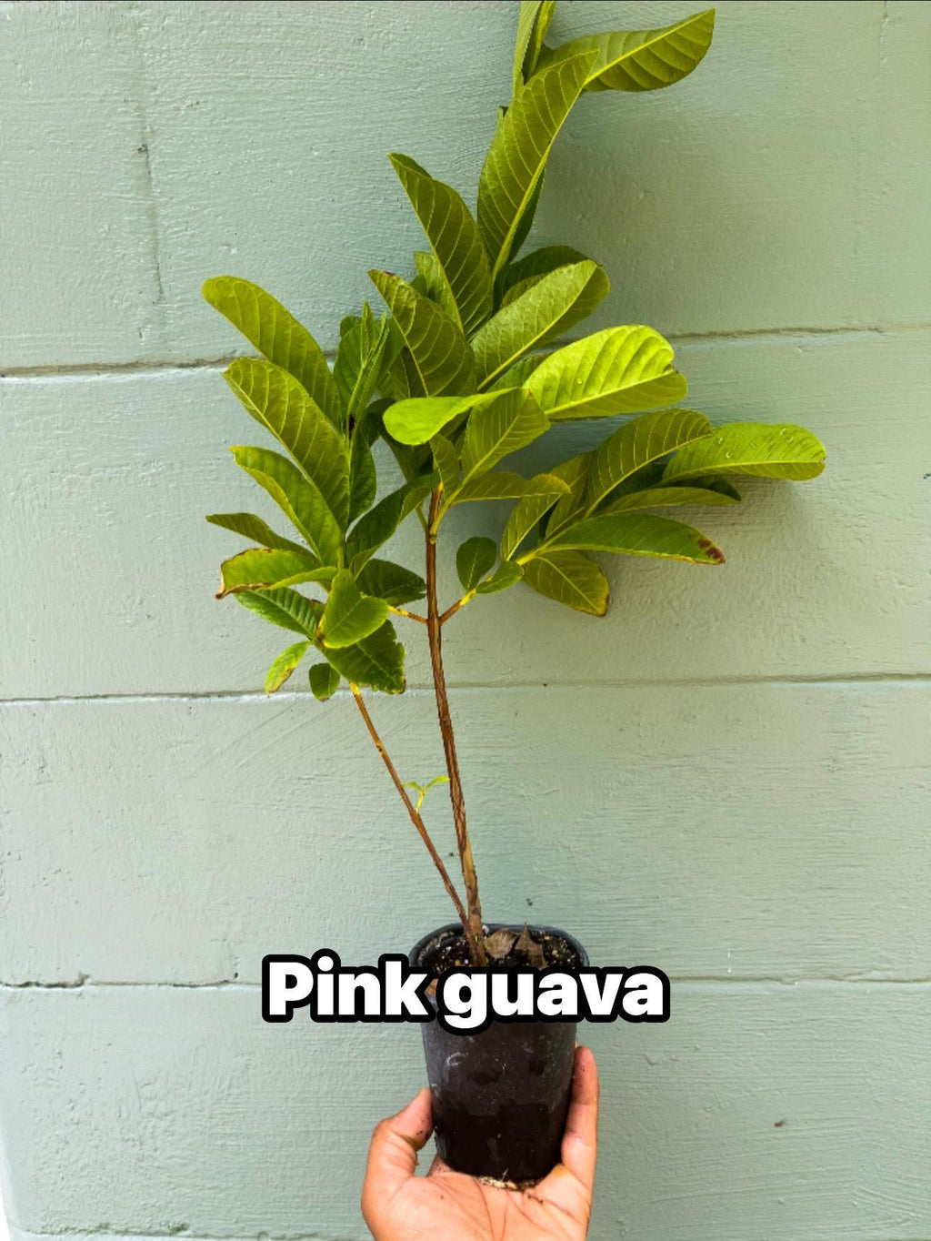 Pink pear Guava Tree – Pear-Shaped Sweet Fruit – Live Tropical Plant 4.5” Pot