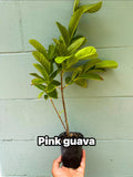 Pink pear Guava Tree – Pear-Shaped Sweet Fruit – Live Tropical Plant 4.5” Pot
