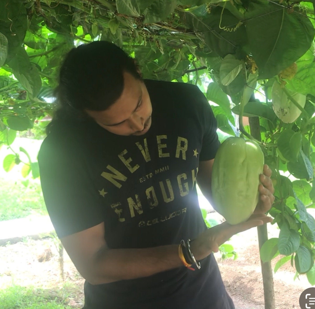 Passiflora quadrangularis (Giant Granadilla)