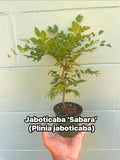 Jaboticaba Sabara (Plinia jaboticaba) — a rare fruit tree