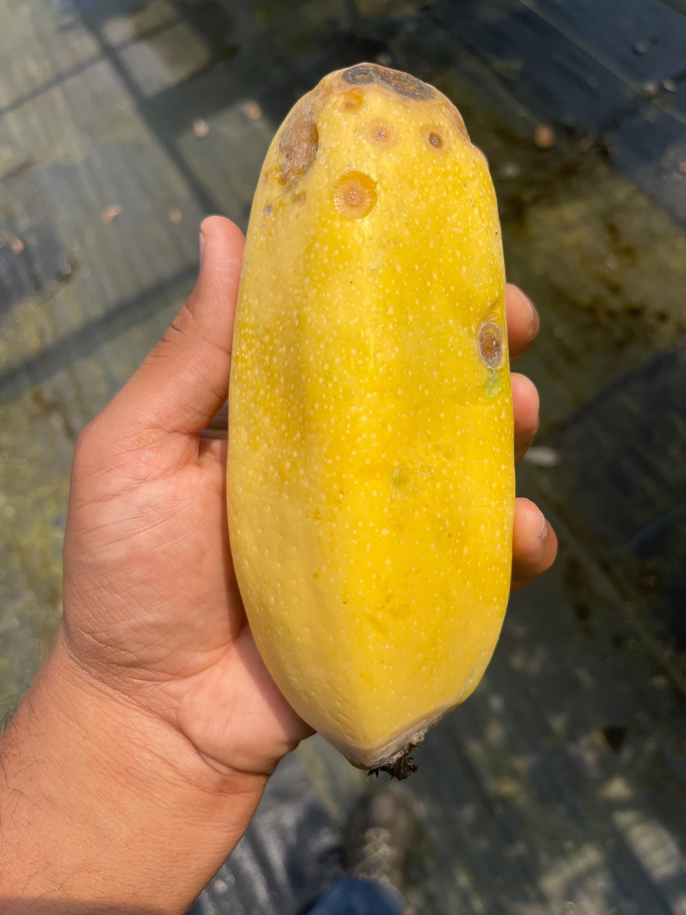 RARE Babaco/Mountain papaya plants