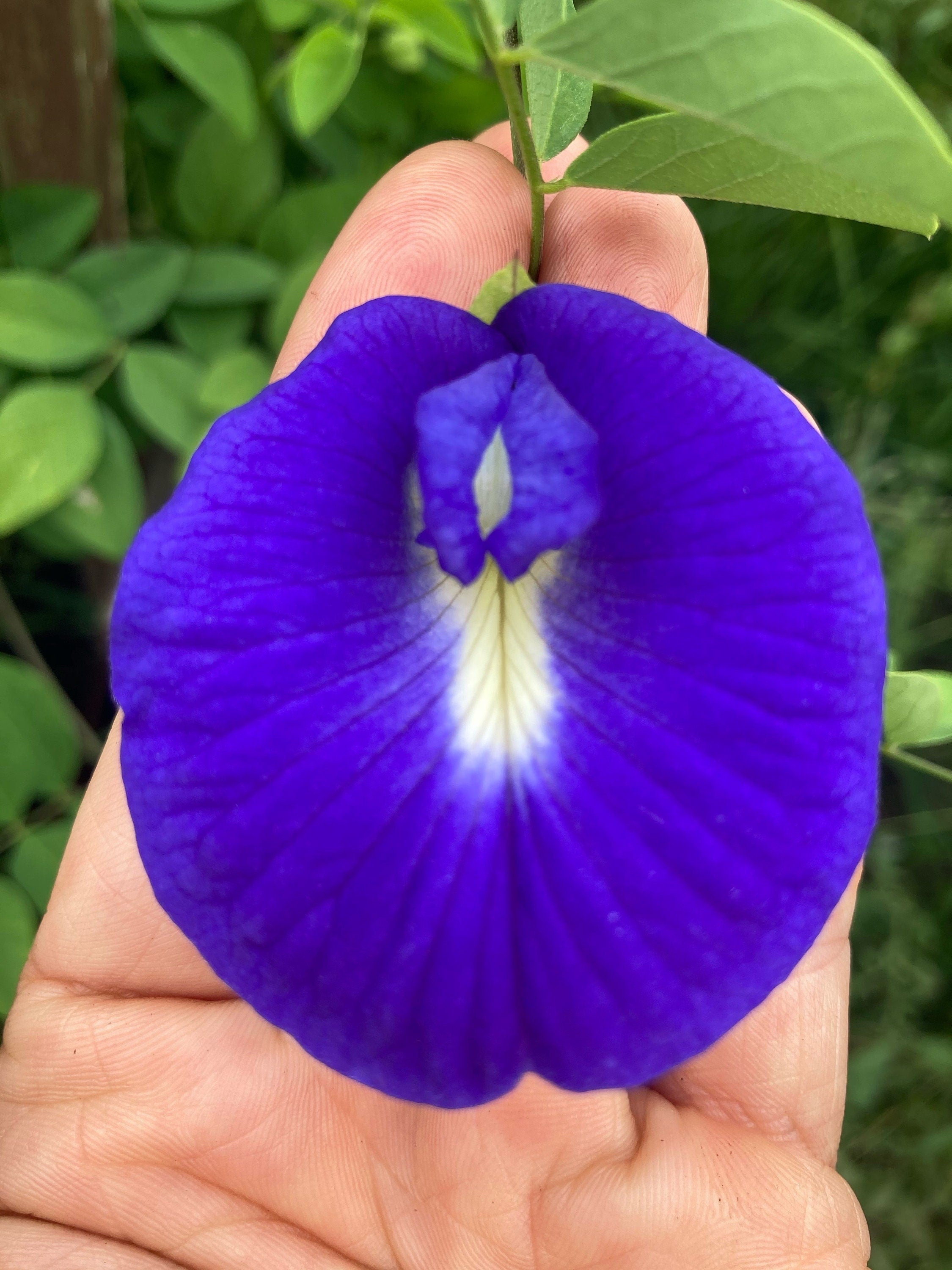 Butterfly pea flower seeds